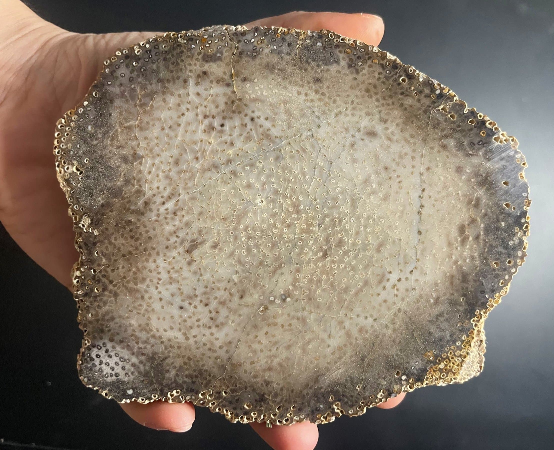 Nice Polished Louisiana 5" Petrified Palm Wood Round
