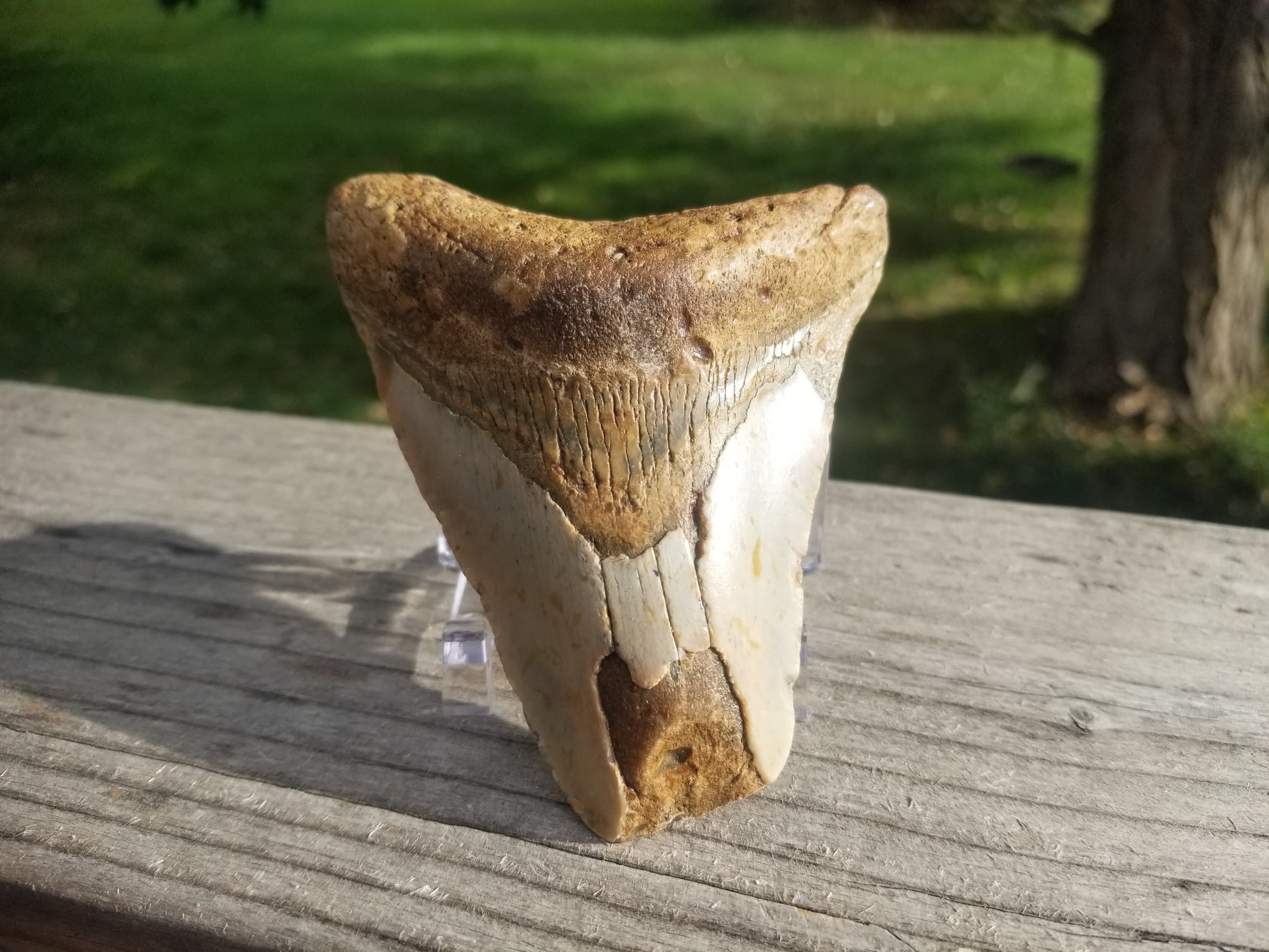 Beautiful 3" Megalodon Tooth Fossil Natural East Coast U.S.