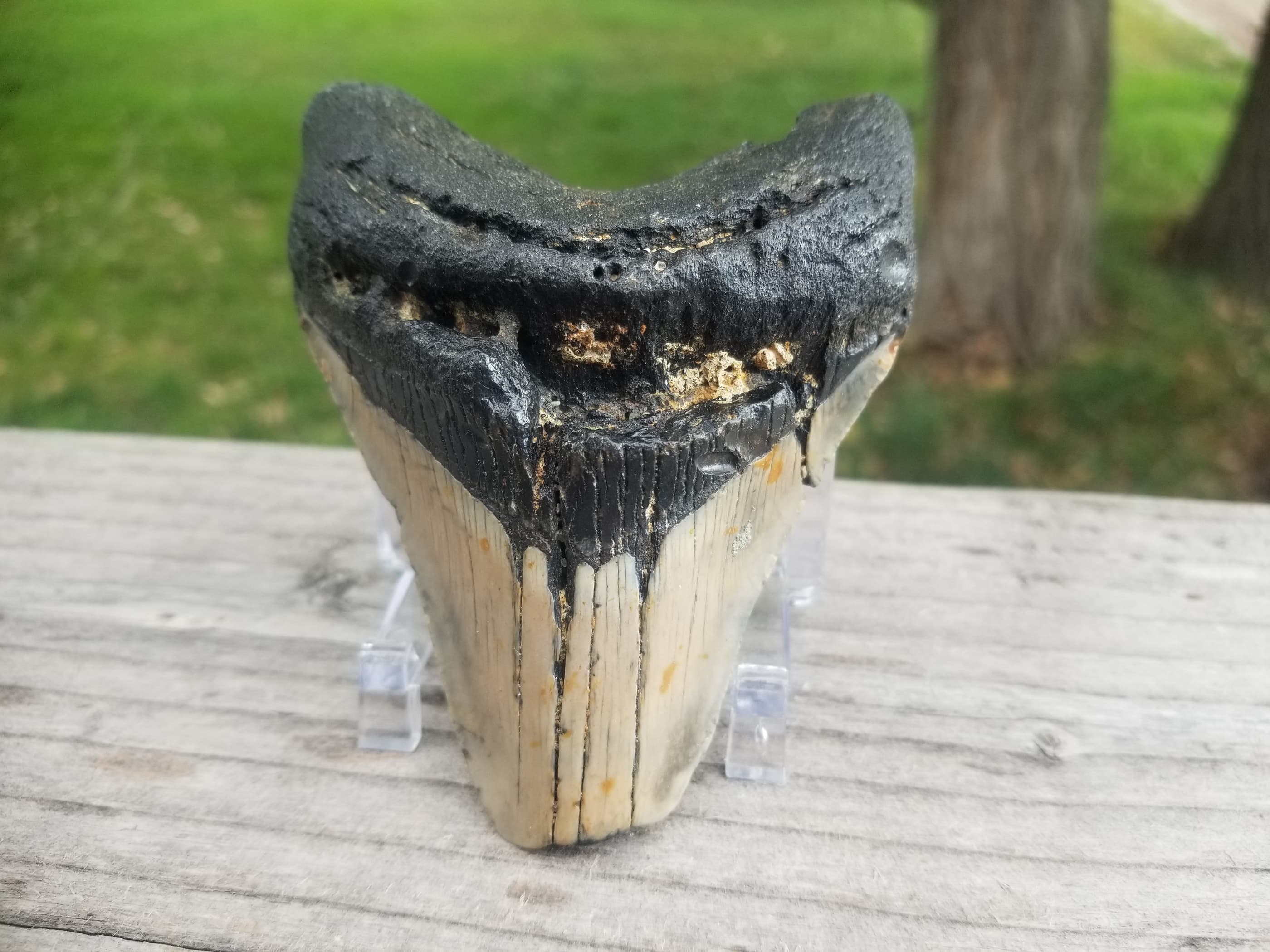 Nice 3.5" Megalodon Tooth Fossil Natural East Coast U.S.