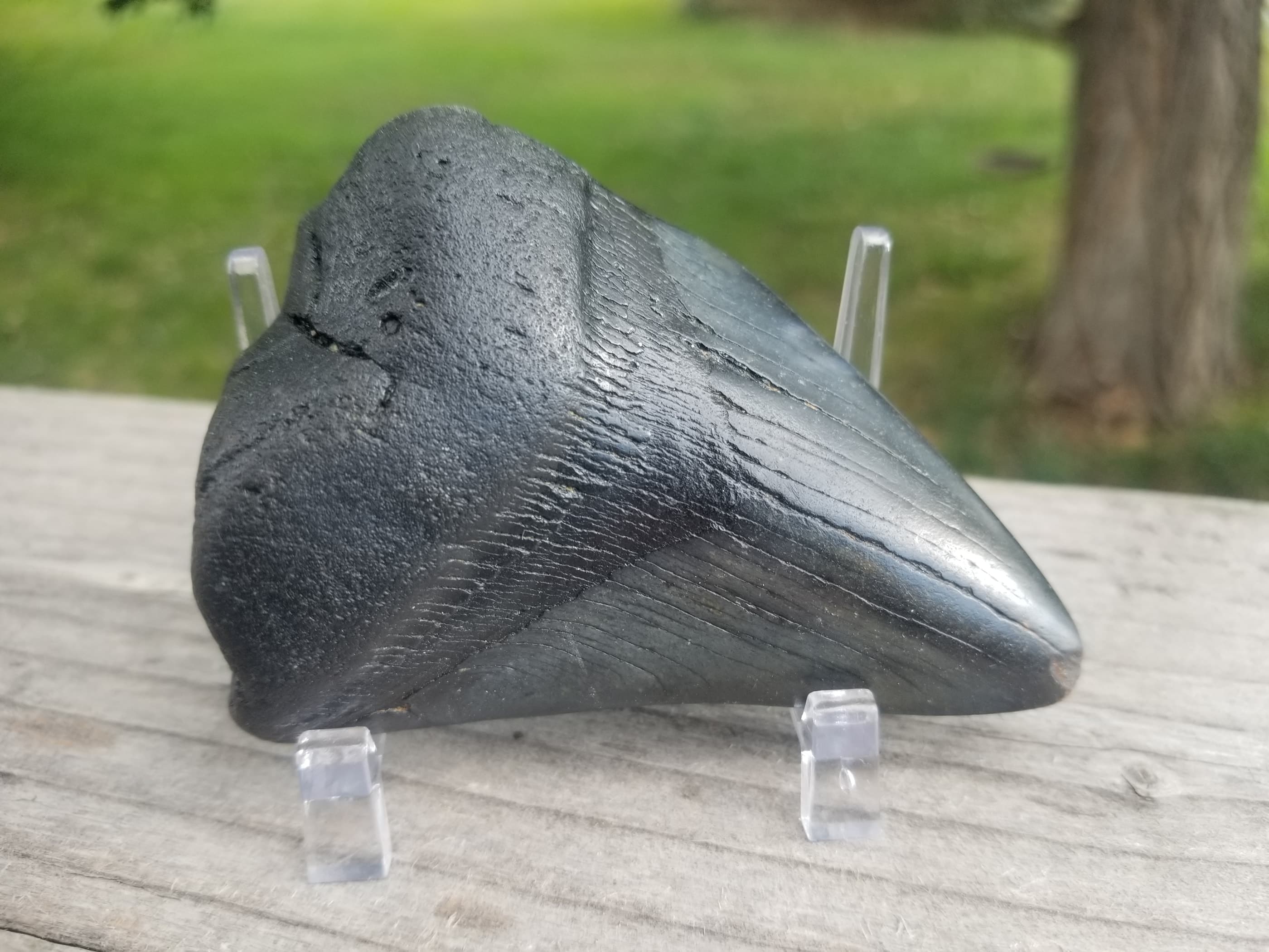 Beautiful 3" Megalodon Tooth Fossil Natural East Coast U.S.