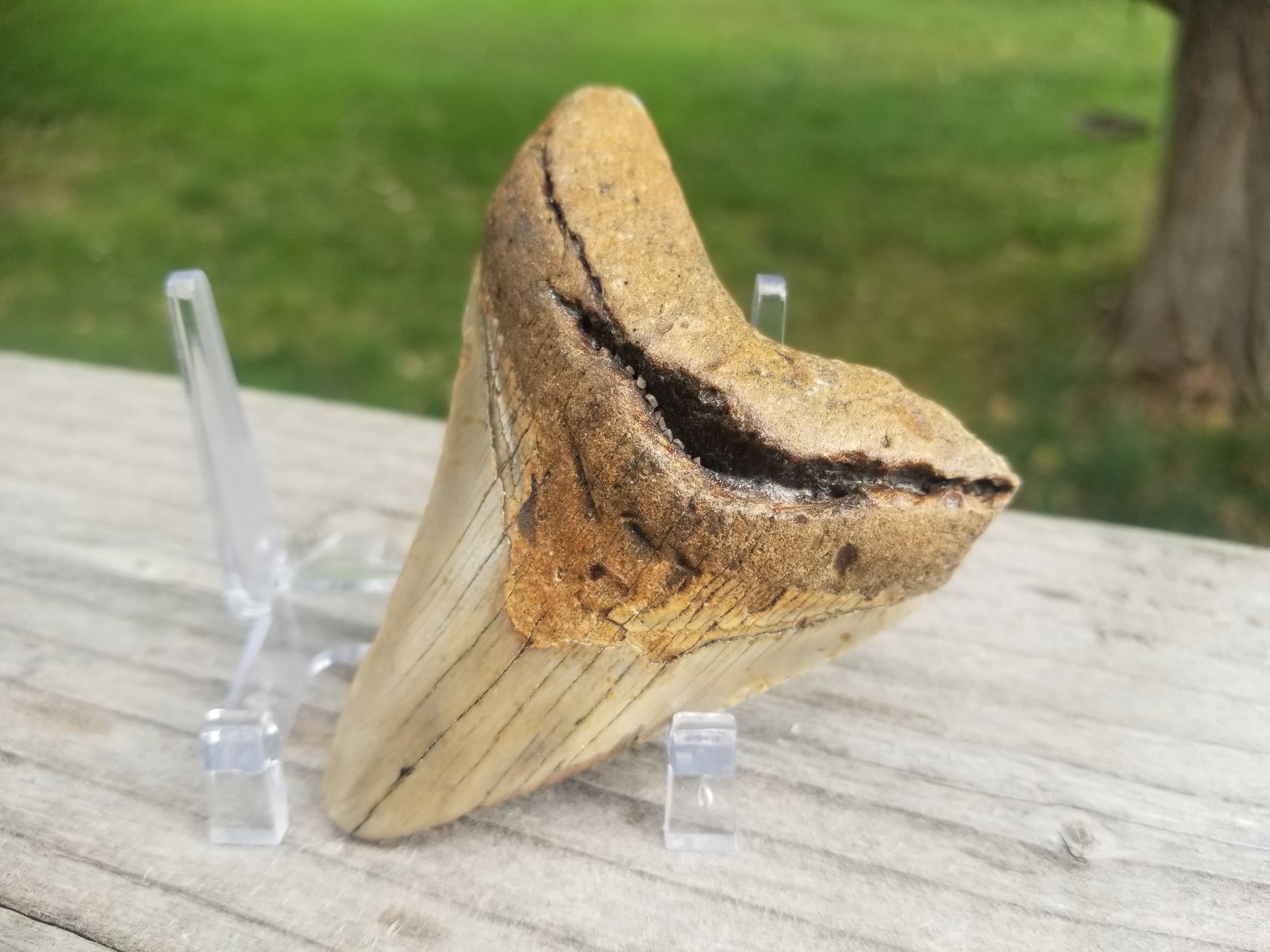 Beautiful 3" Megalodon Tooth Fossil Natural East Coast U.S.