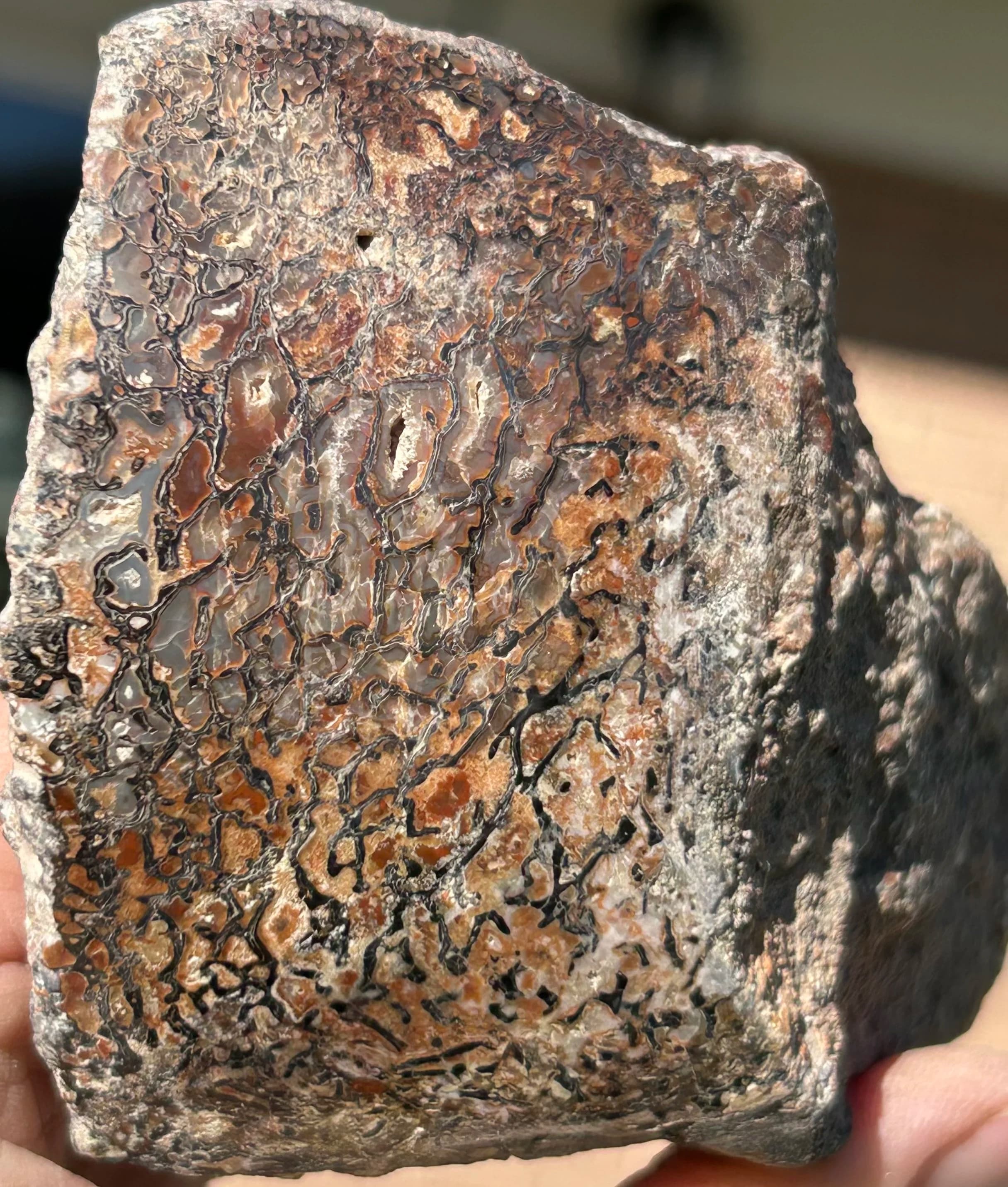Nice Glassy Polished Dinosaur Gem Bone Specimen Multicolor Large Cell - Agatized Jurassic Dinosaur Bone