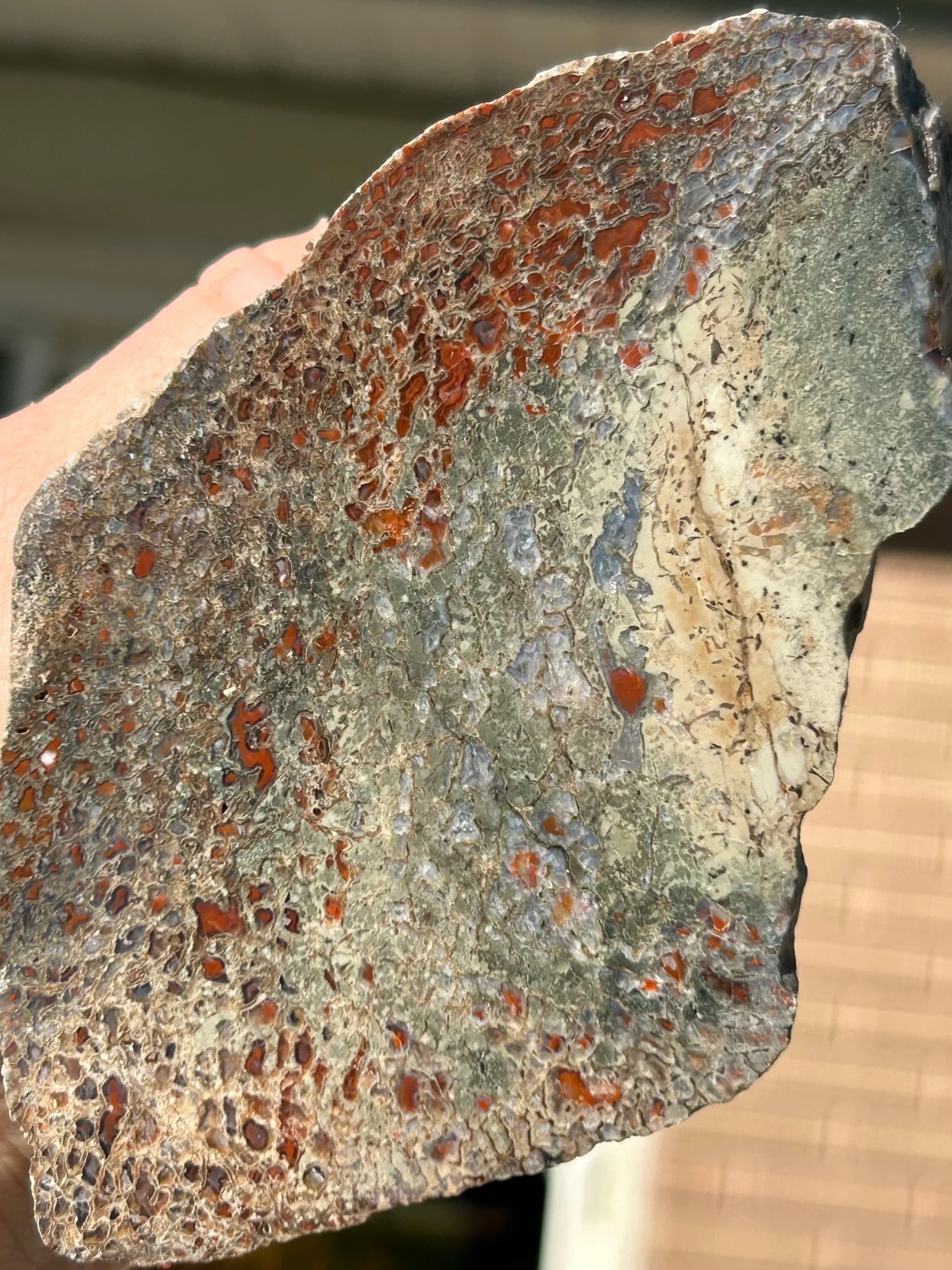 Nice Unique Polished Jurassic Dinosaur Gem Bone Agatized Dino Bone Specimen