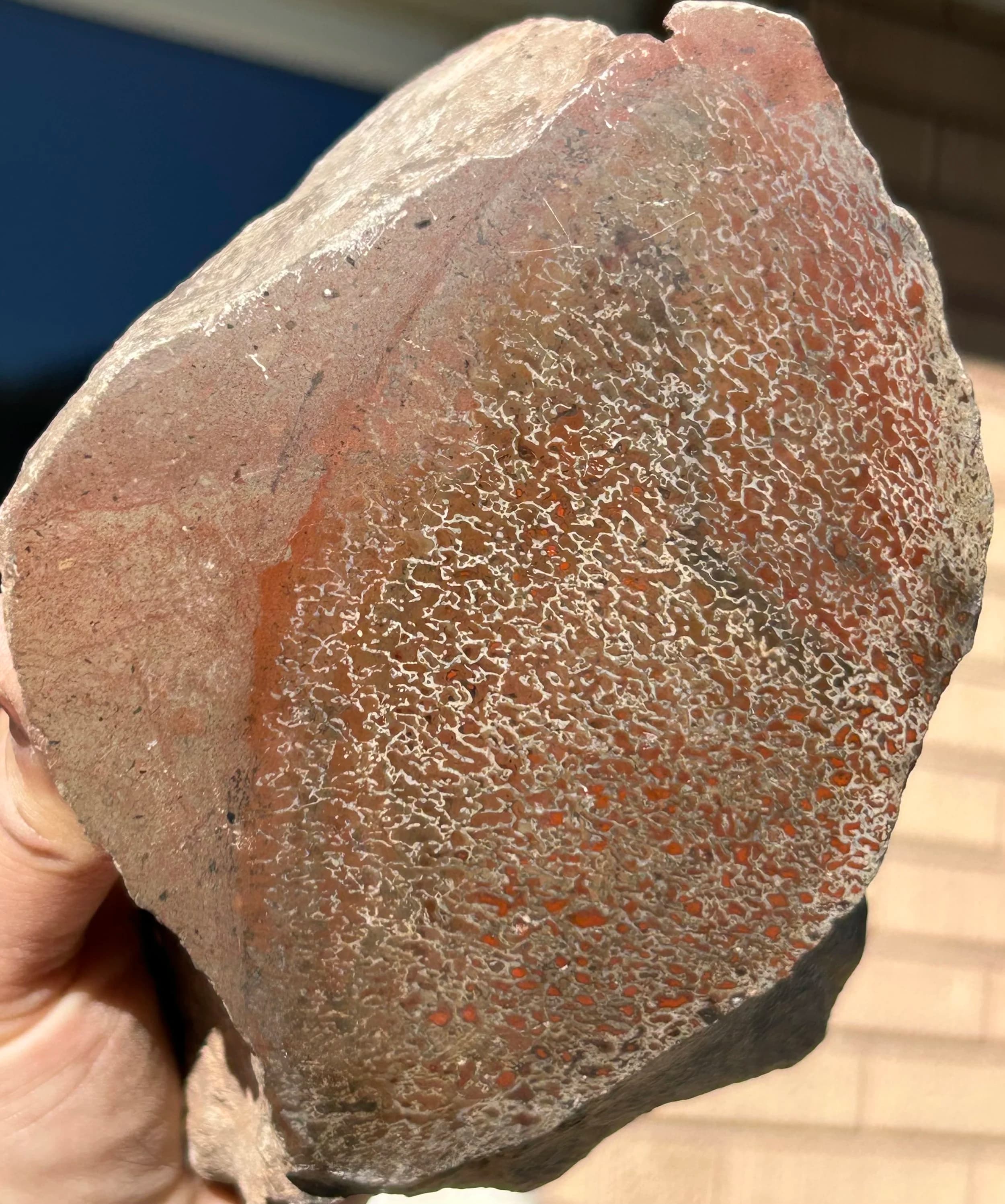 Beautiful Large Cell Polished Dinosaur Gem Bone Specimen - Agatized Dino Bone Jurassic 3LB