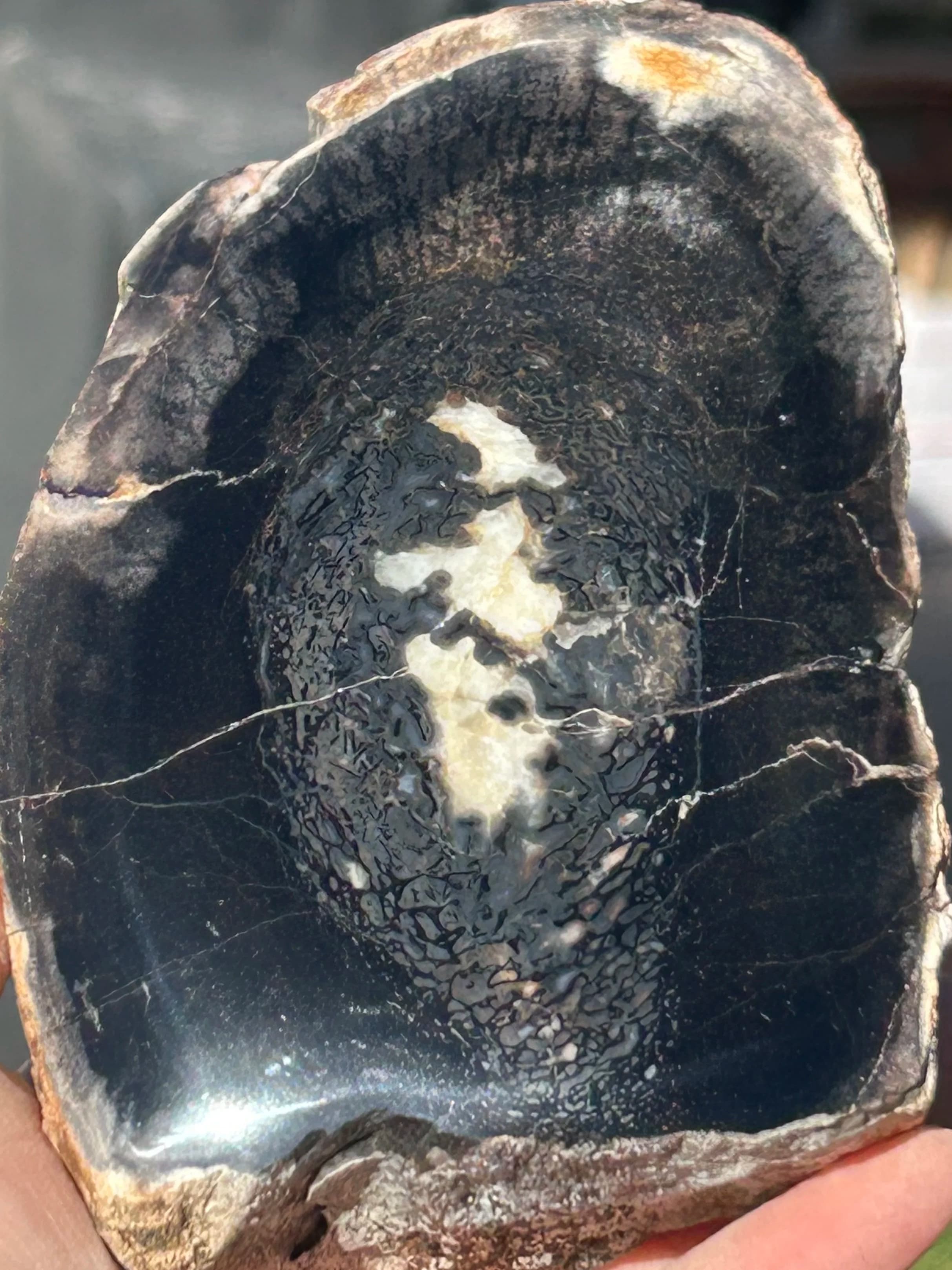 Beautiful Large Cell Polished Dinosaur Gem Bone Specimen - Agatized Dino Bone Jurassic 2+LB