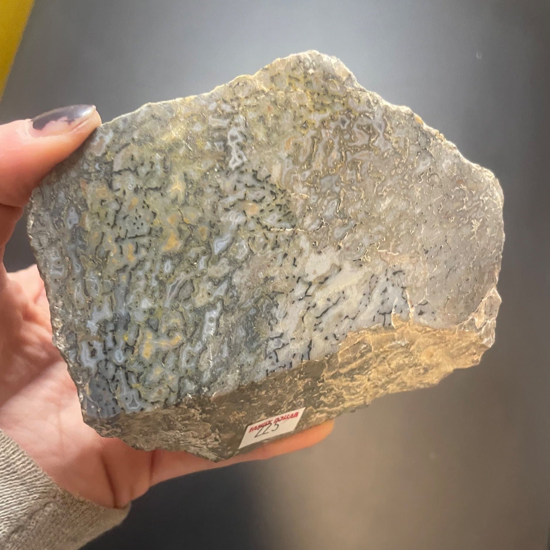 Nice Polished Agatized Dinosaur Gem Bone Specimen Large Cell Multicolor End Cut Jurrasic