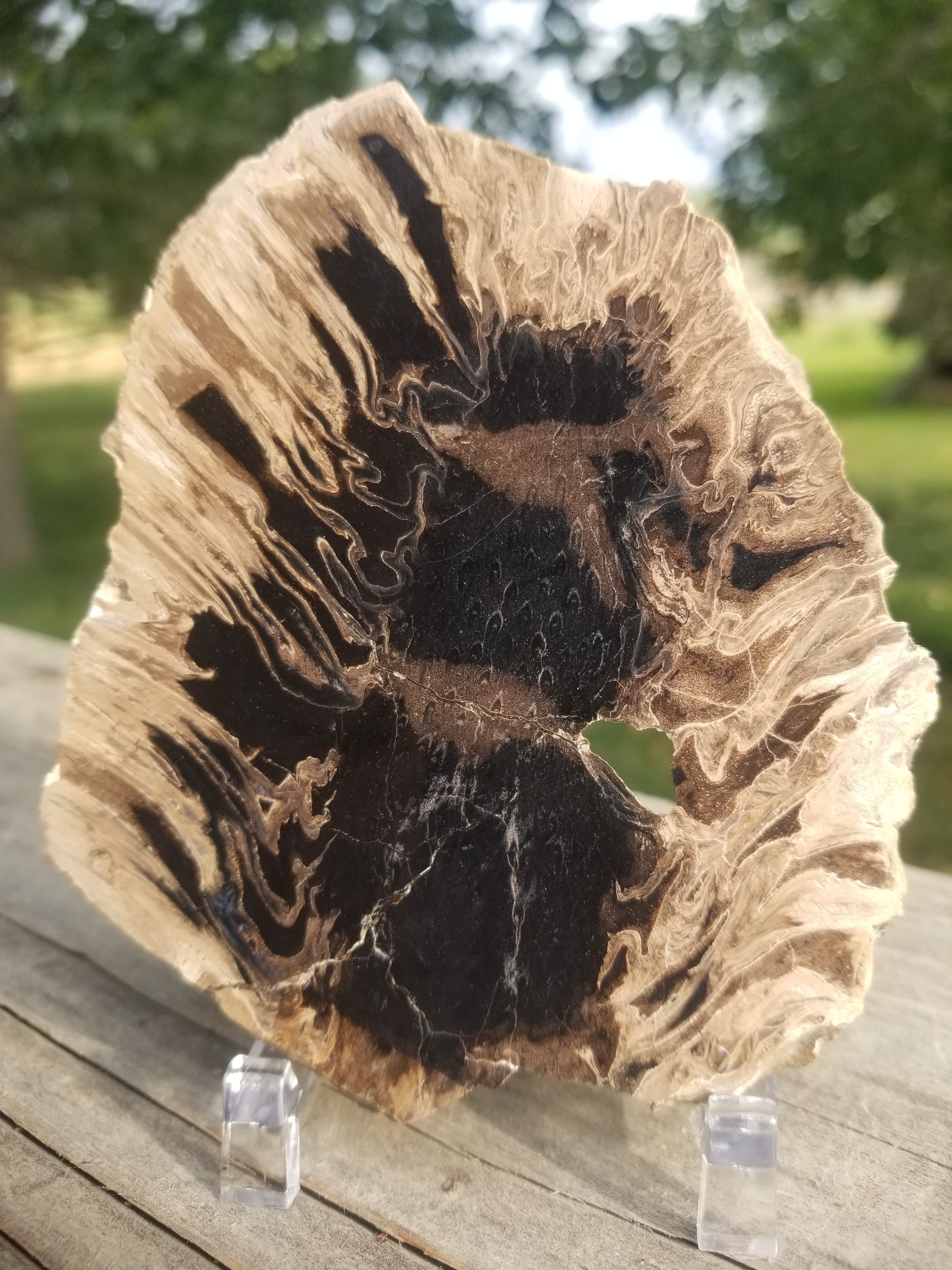 Incredible Rare Cycad Cycadophyte Polished End Specimen 123g Intricate Patterns "Living Fossils"