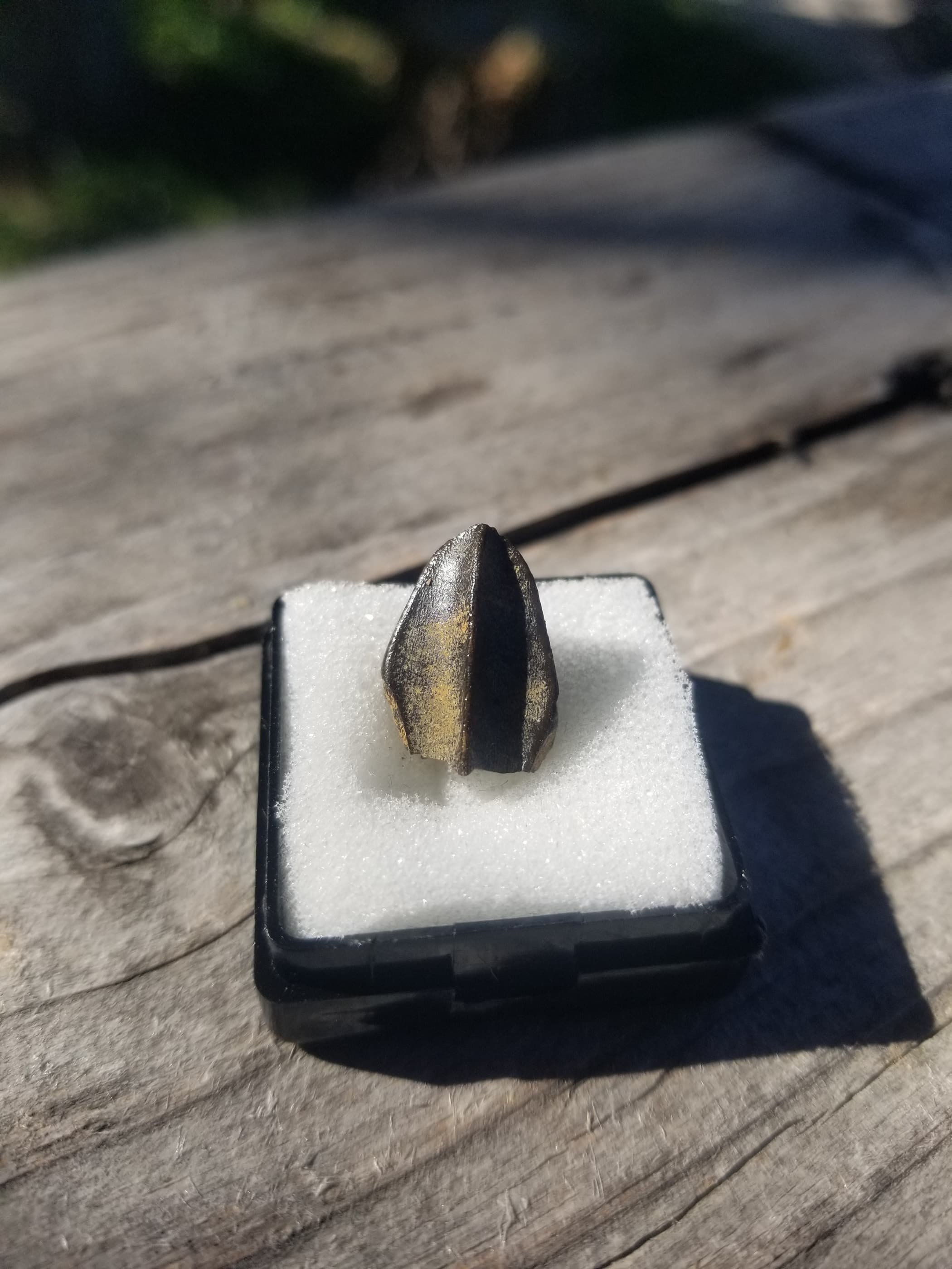 Nice Edmontosaurus Tooth Fossil Specimen Hell Creek, MT
