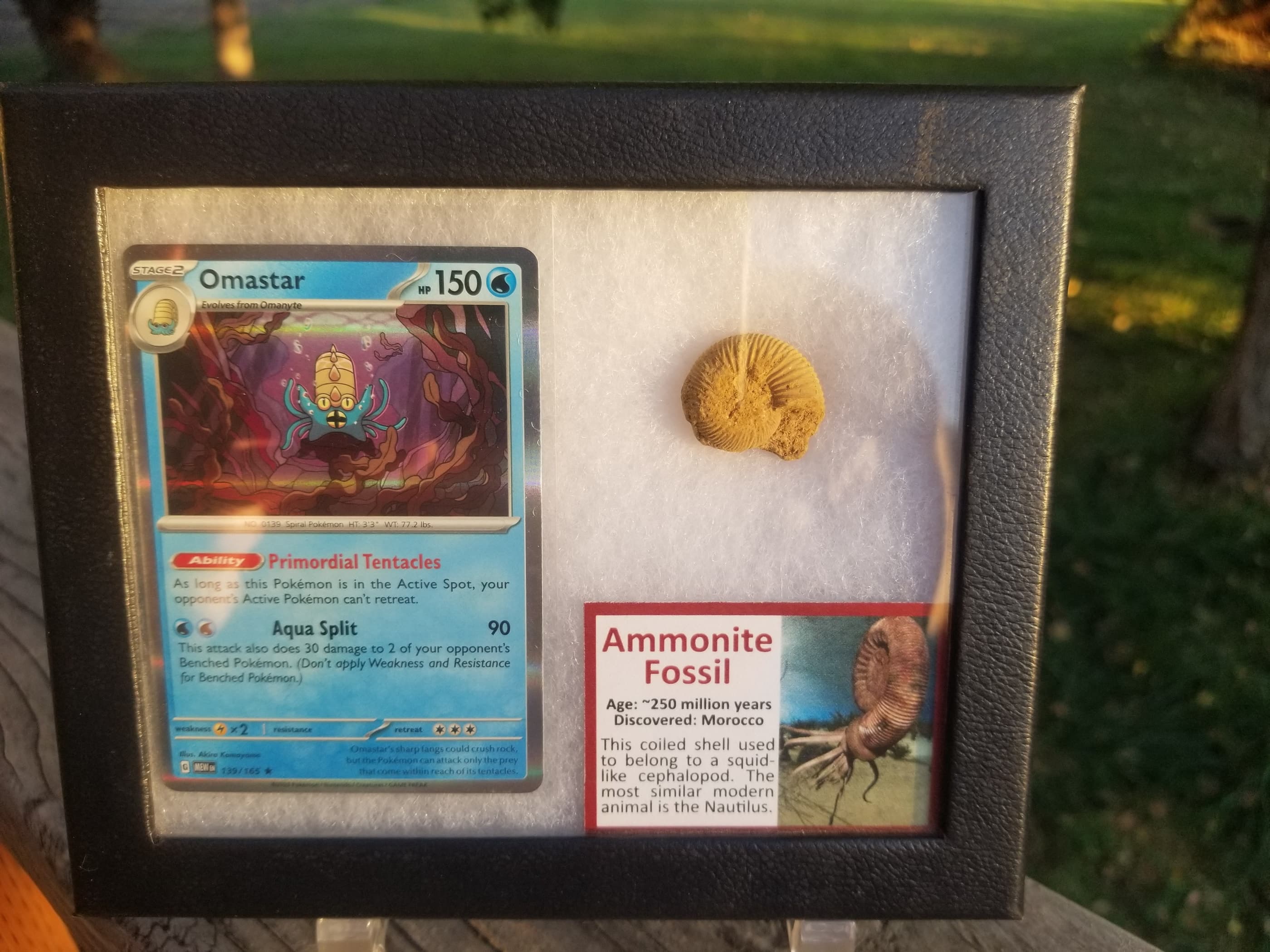 Pokemon Card Display w/Fossil Correlated to Card