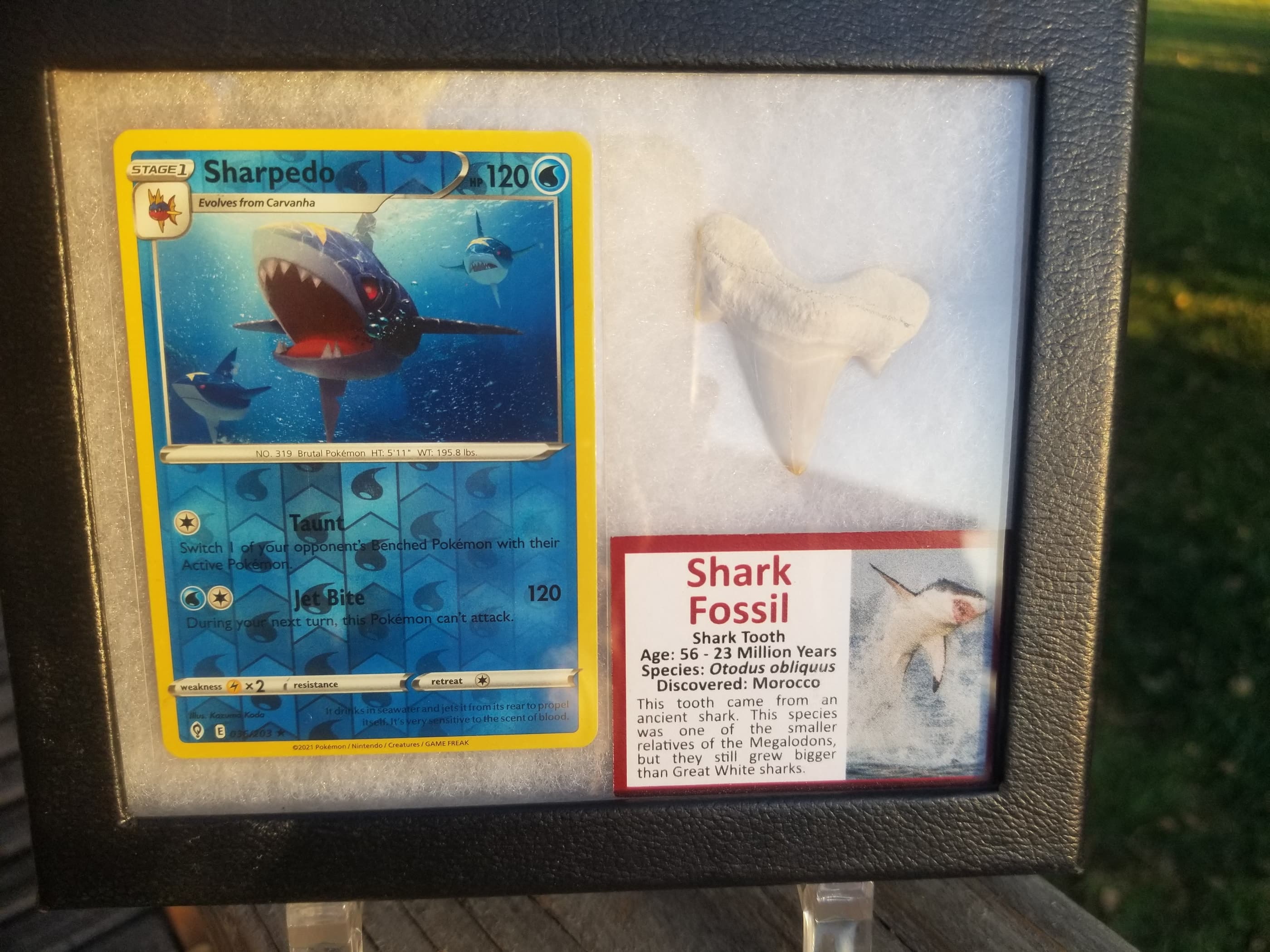 Pokemon Card Display w/Fossil Correlated to Card