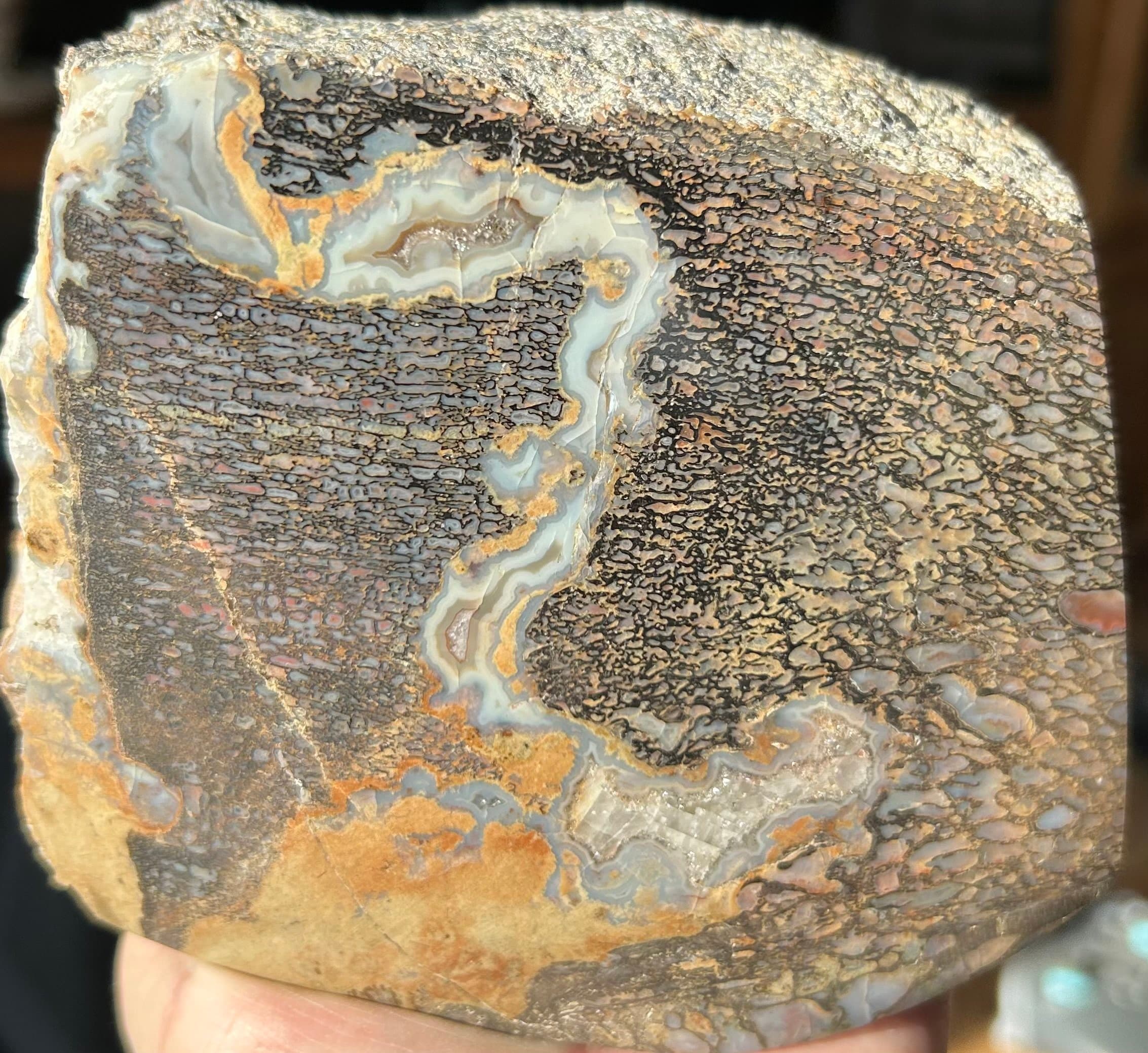 Beautiful Freeform Polished Rainbow Banded Agatized Dinosaur Gem Bone Specimen Jurassic - 2lbs