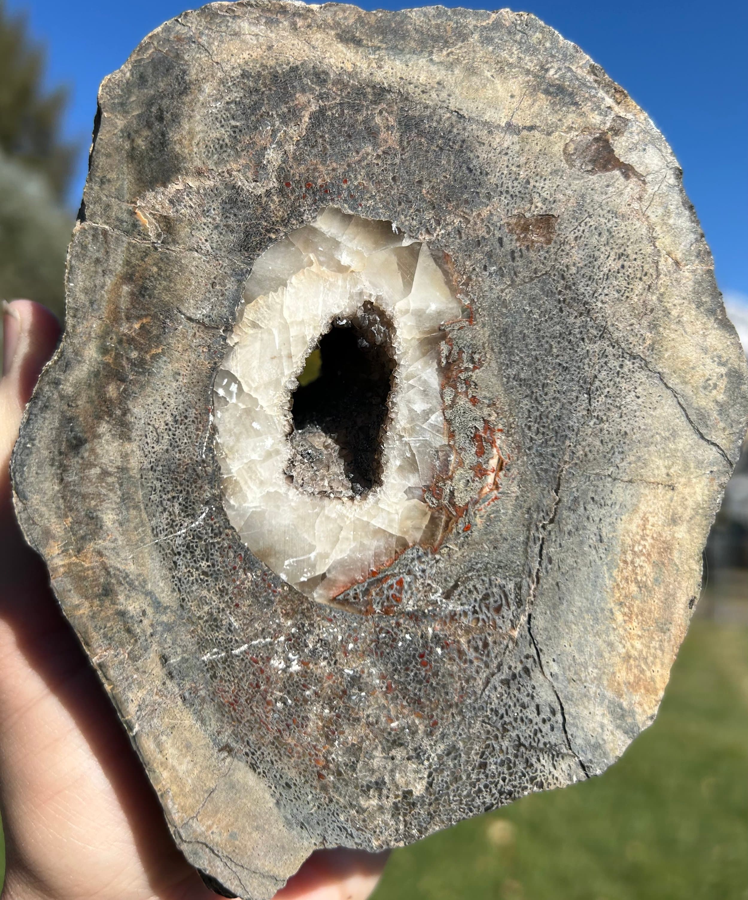 Beautiful Polished Crystal/Druzy Agatized Dinosaur Gem Bone Specimen - 2.9lbs Jurassic, CO