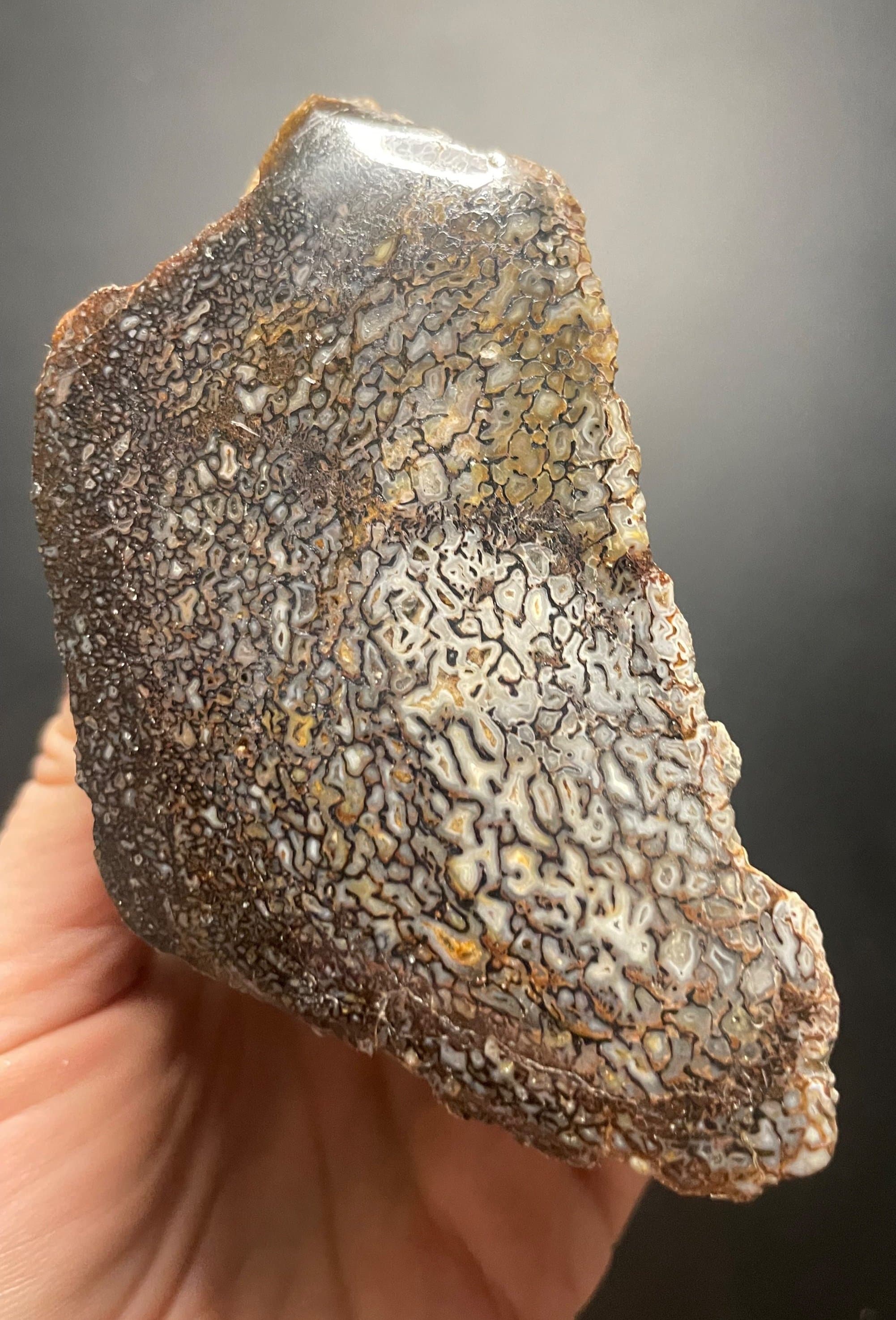 Nice Glassy Polished Dinosaur Gem Bone Specimen Multicolor Large Cell - Agatized Jurassic Dinosaur Bone