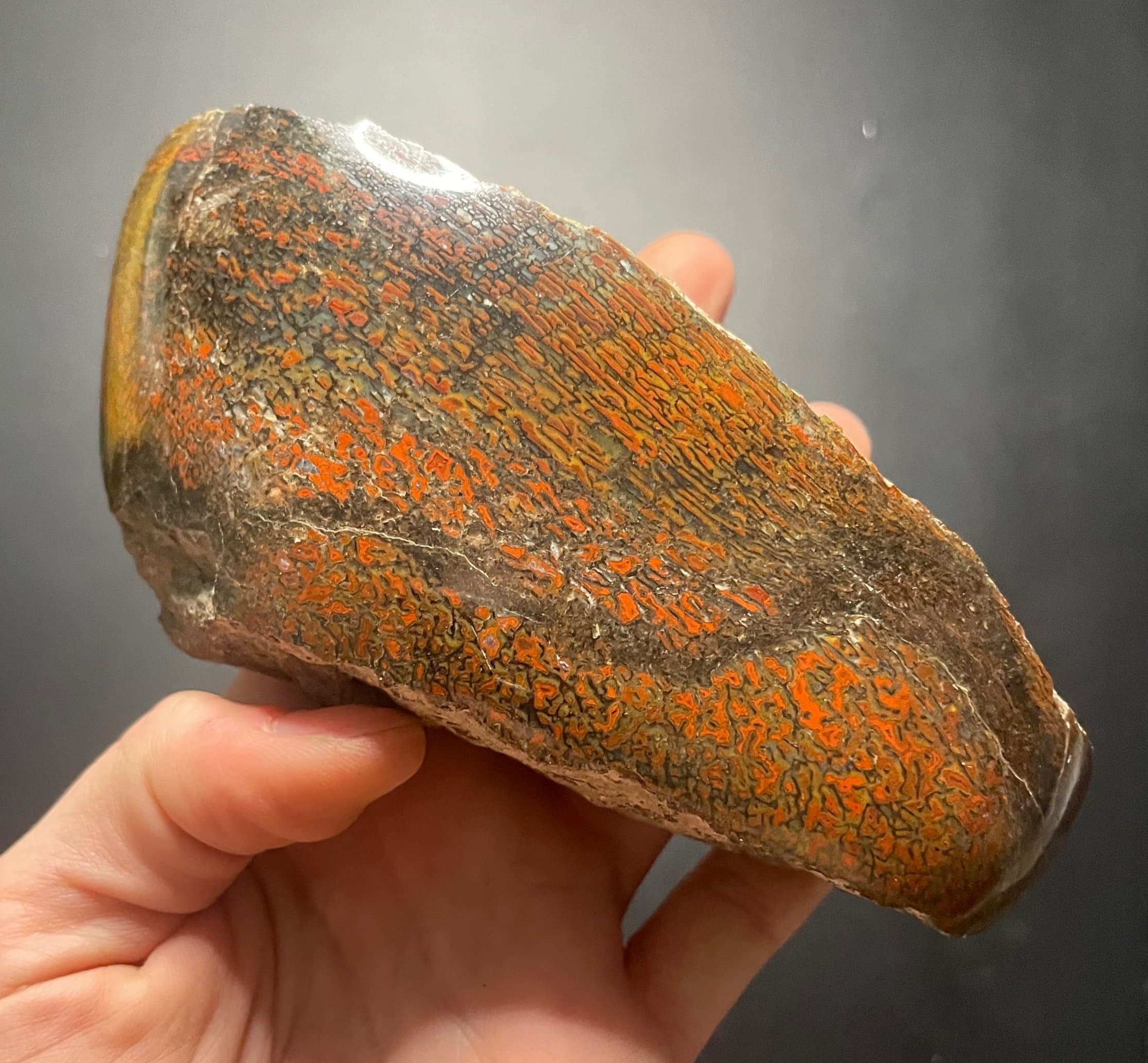 Beautiful Red Freeform Polished Dinosaur Gem Bone Specimen - Agatized Jurassic Dinosaur Bone