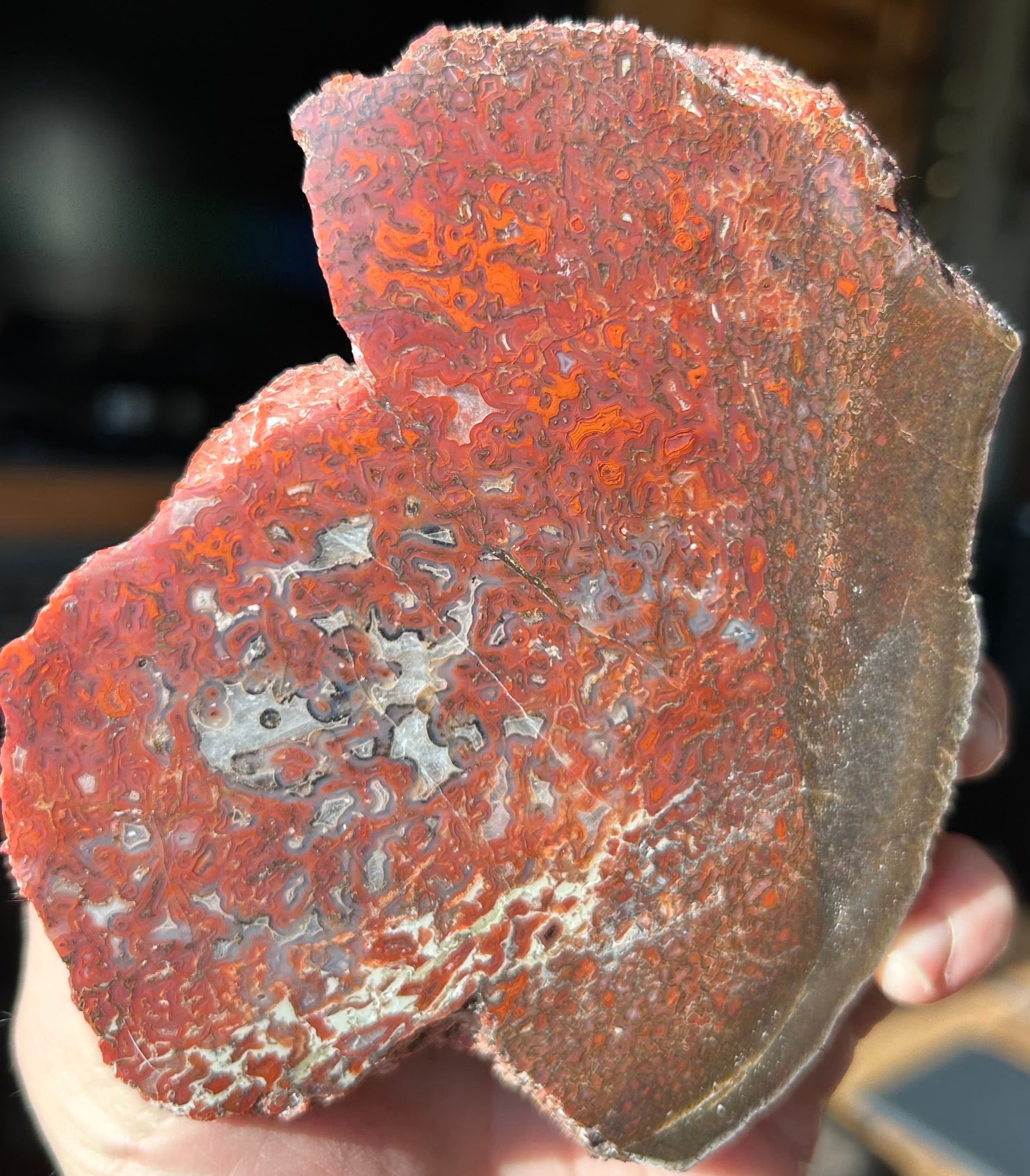 Nice Deep Red Glassy Polished Agatized Dinosaur Gem Bone Specimen Jurassic, CO