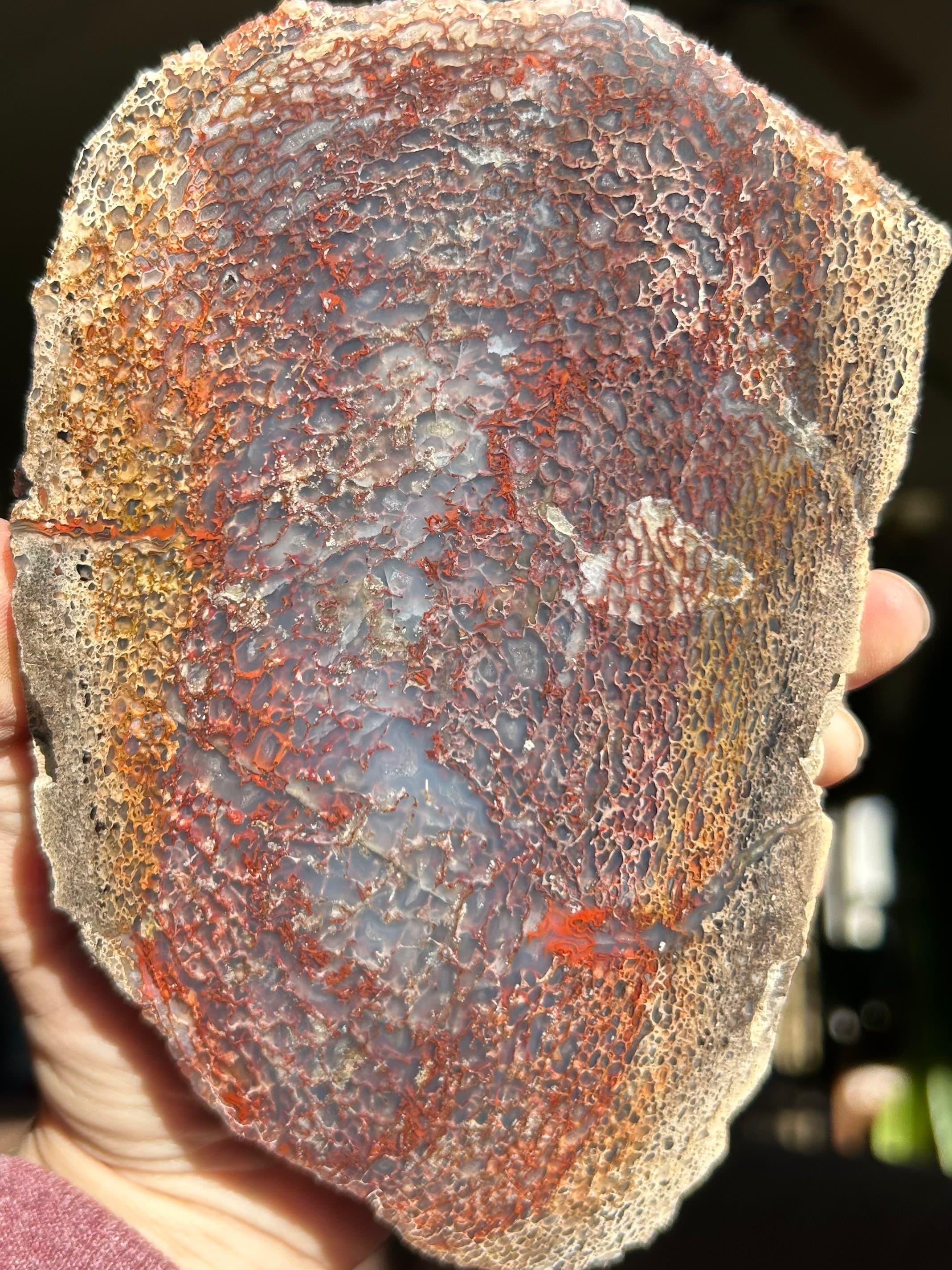 Beautiful Glassy Multicolor Polished Agatized Dinosaur Gem Bone Slab Large Cell Jurassic Morrison, CO