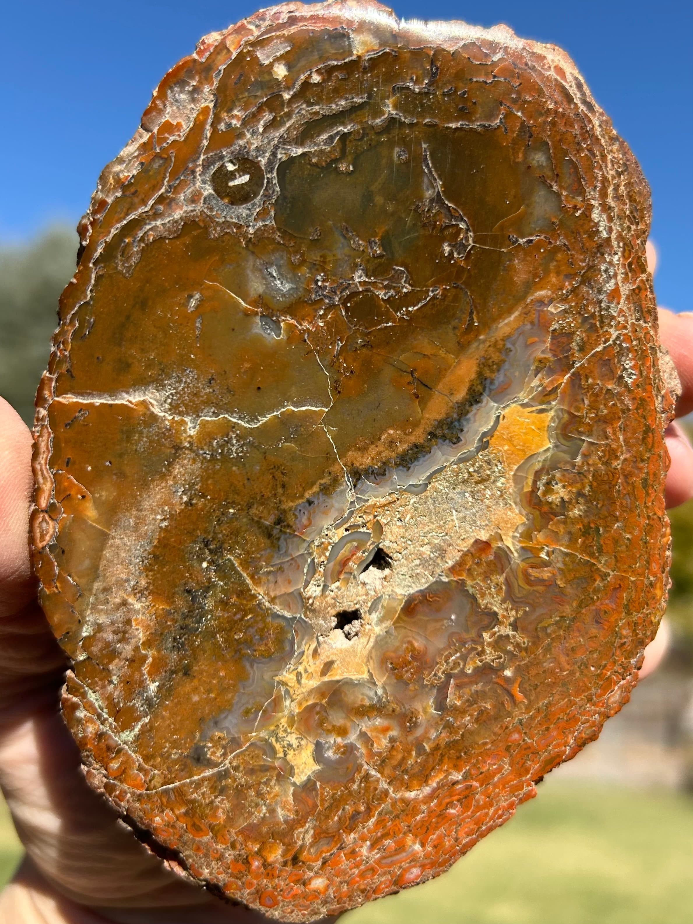 Nice Polished Jurassic Agatized Dinosaur Gem Bone Slab Specimen Colorado