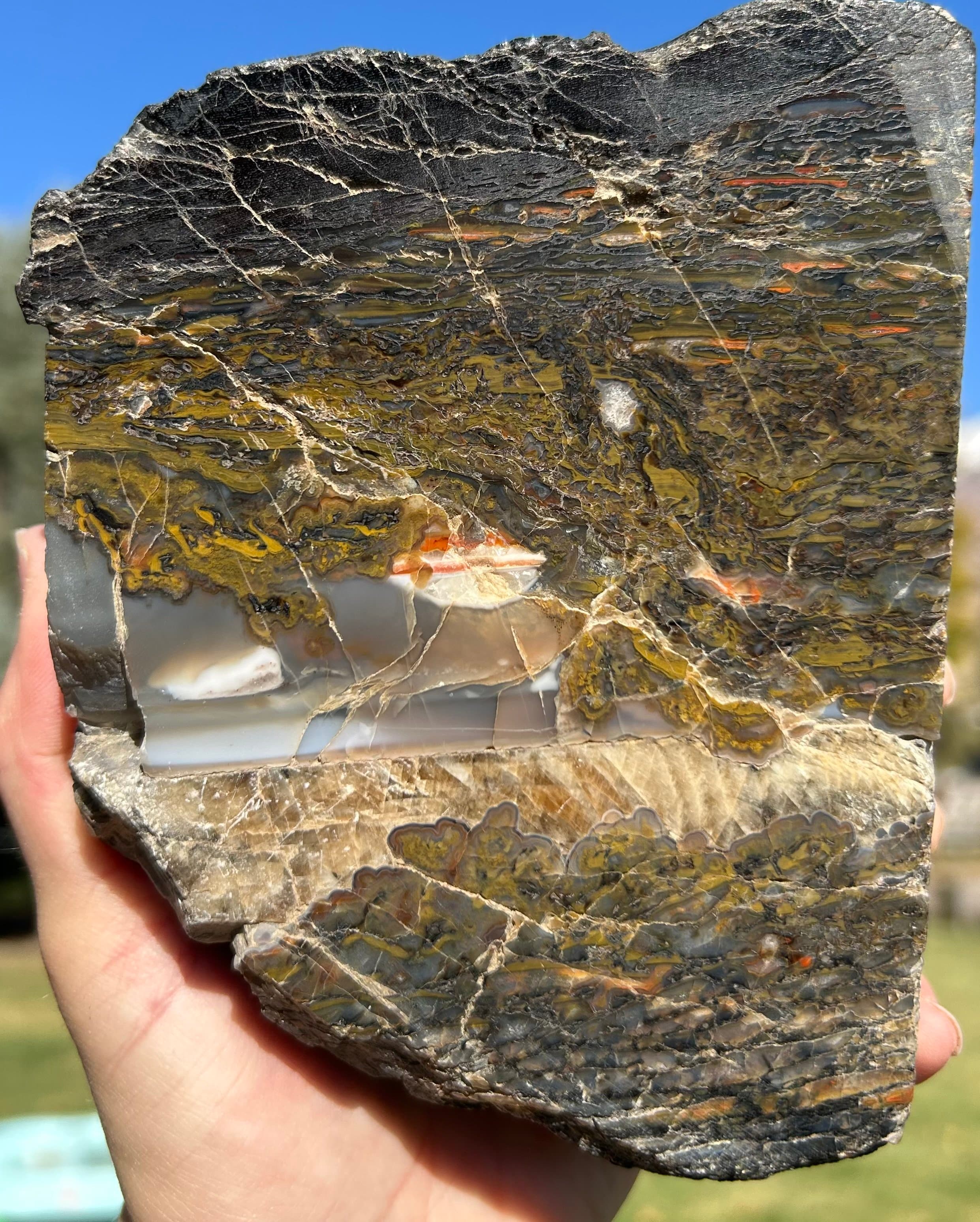 Interesting Polished Agatized Dinosaur Gem Bone Specimen w/Water Line - 3.4lbs Jurassic, CO