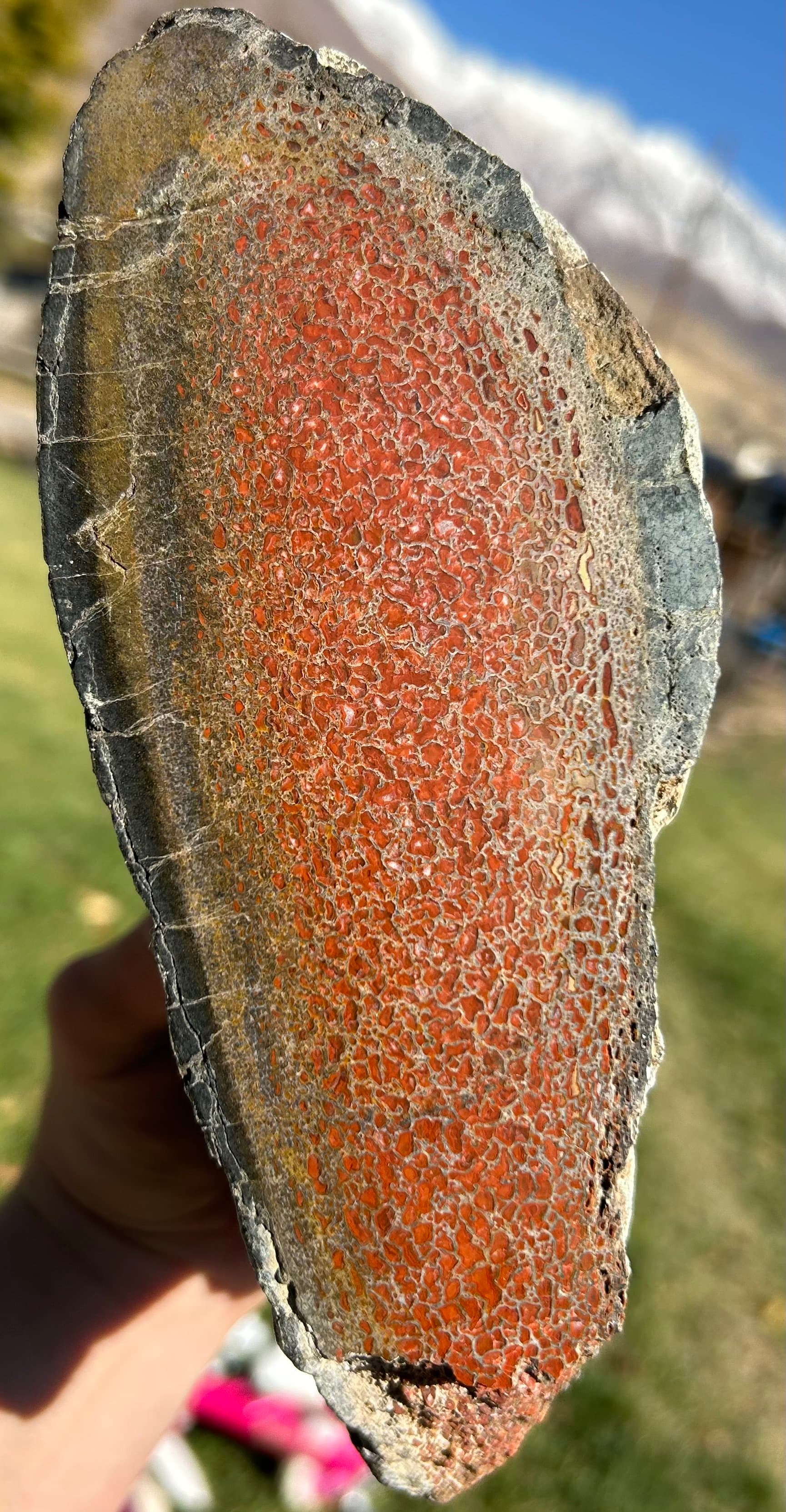 Incredible 10Lb Deep Red Large Cell Polished Dinosaur Gem Bone Specimen - Agatized Dinosaur Bone