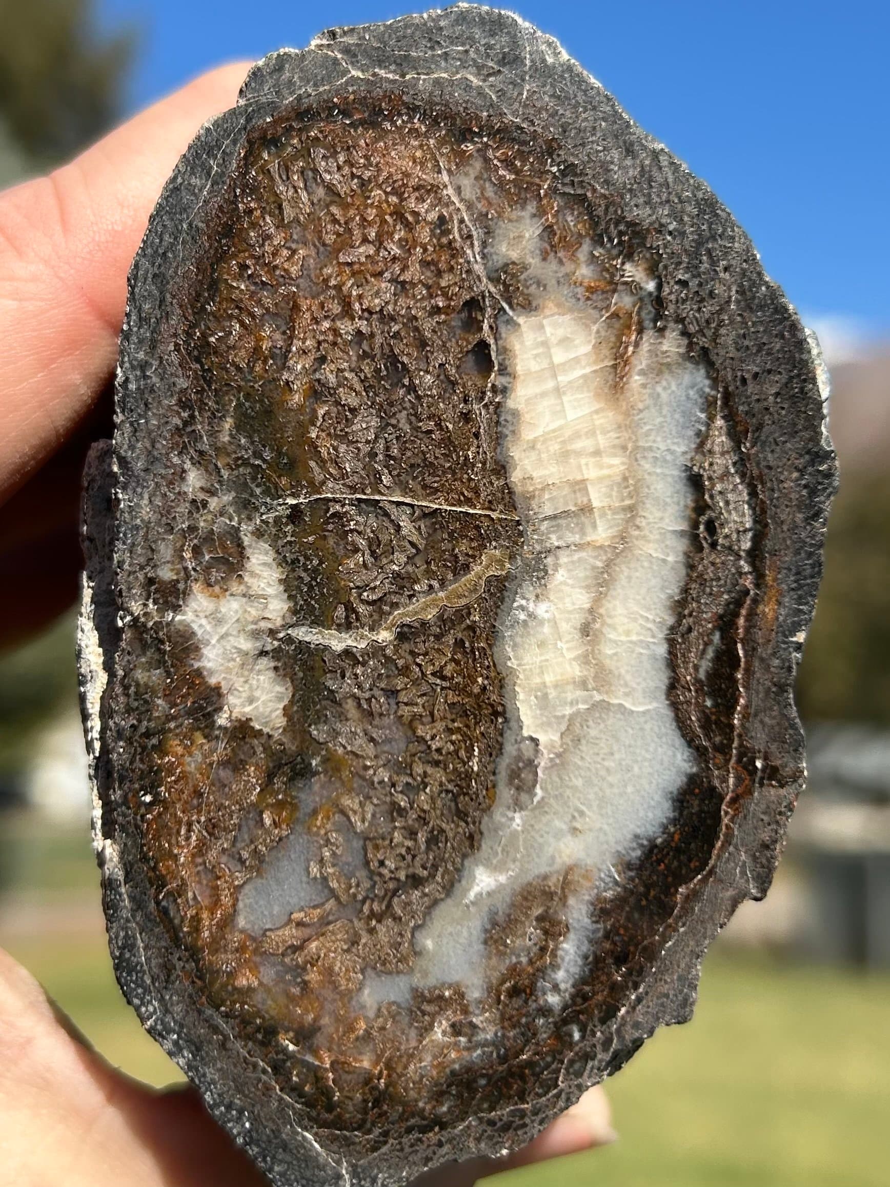 Beautiful Glassy Polished Agatized Dinosaur Gem Bone Large Cell Jurassic Morrison, CO