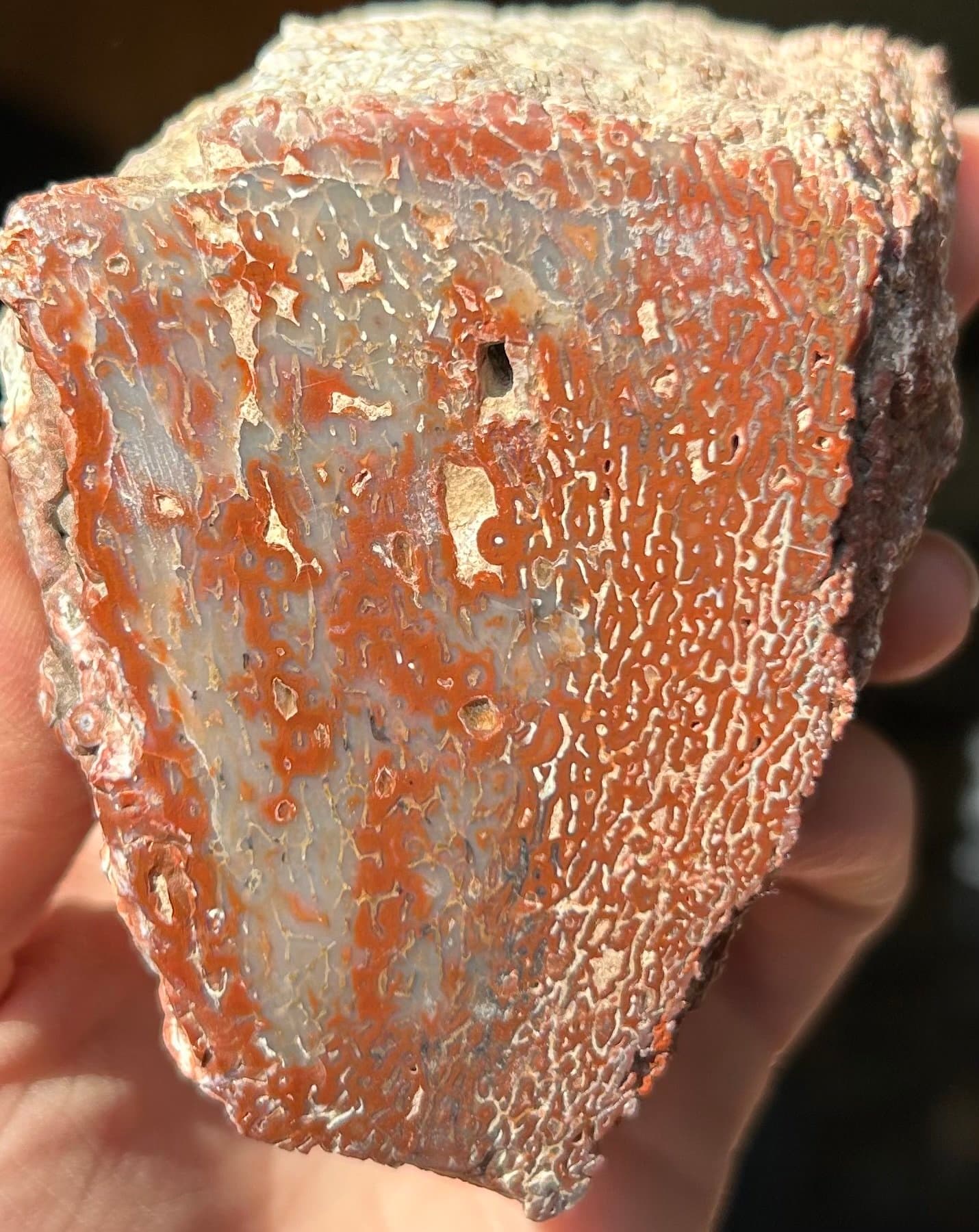 Nice Red Glassy Polished Dinosaur Gem Bone Specimen w/Botryoidal - Jurassic Era, CO