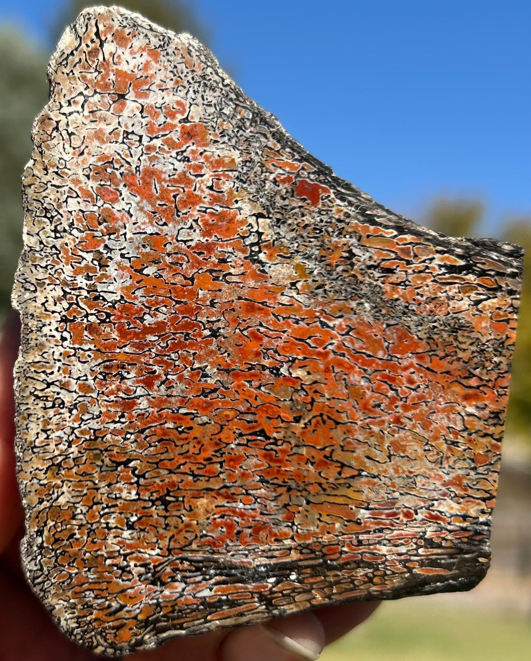 Beautiful Red Polished Dinosaur Gem Bone Specimen - Agatized Jurassic Dinosaur Bone