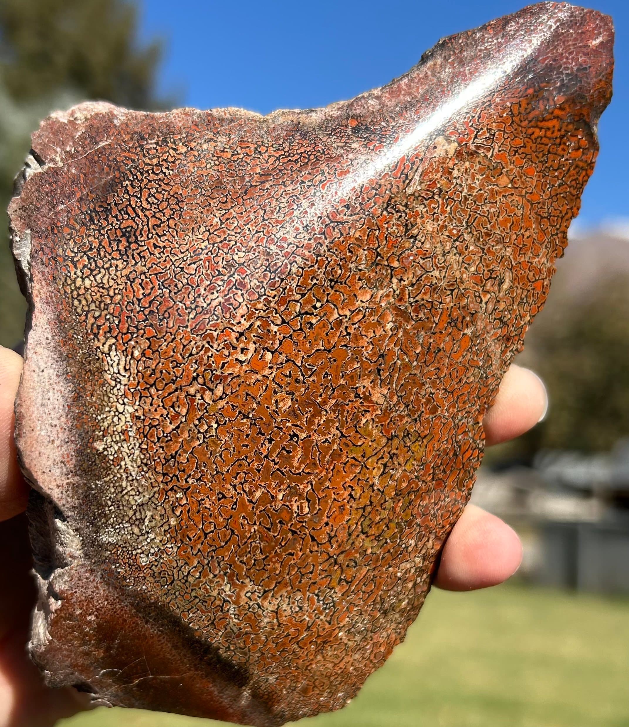 Beautiful Red Freeform Polished Dinosaur Gem Bone Specimen - Agatized Jurassic Dinosaur Bone