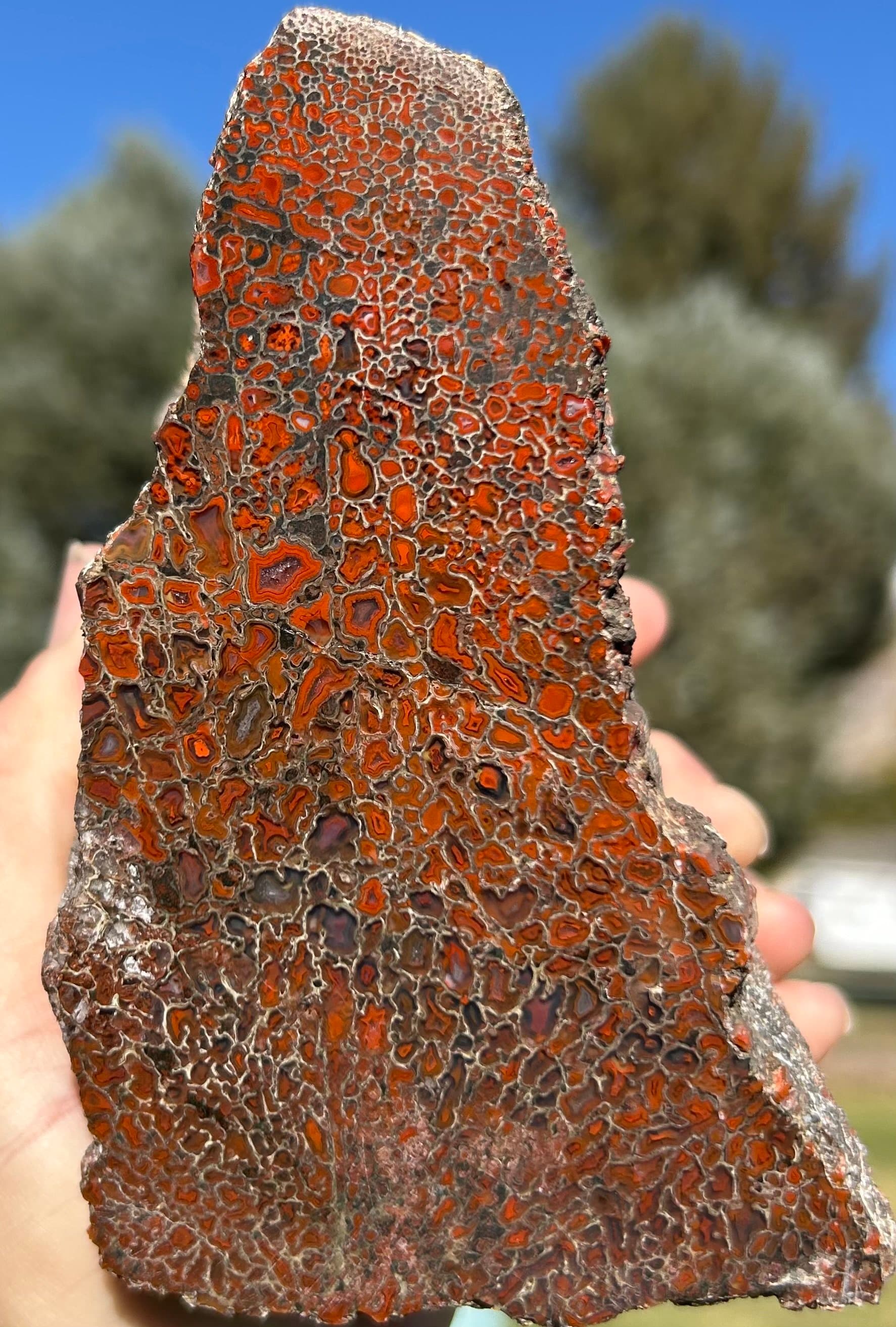 Incredible Glassy Large Cell Polished Agatized Dinosaur Gem Bone Specimen - 2.6 lbs Jurassic Morrison, CO