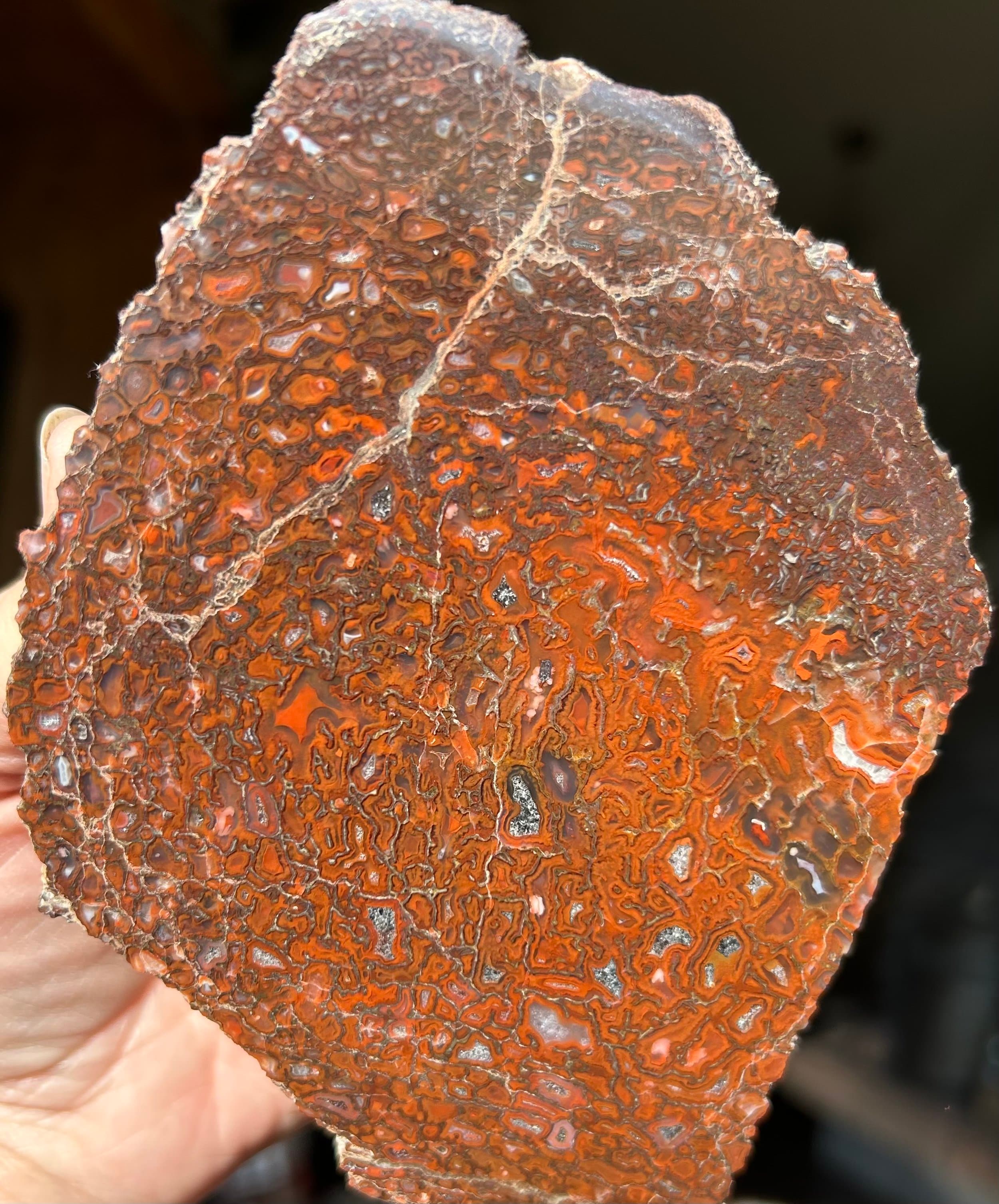 Incredible Deep Red Large Cell Polished Dinosaur Gem Bone Specimen - Agatized Dinosaur Bone