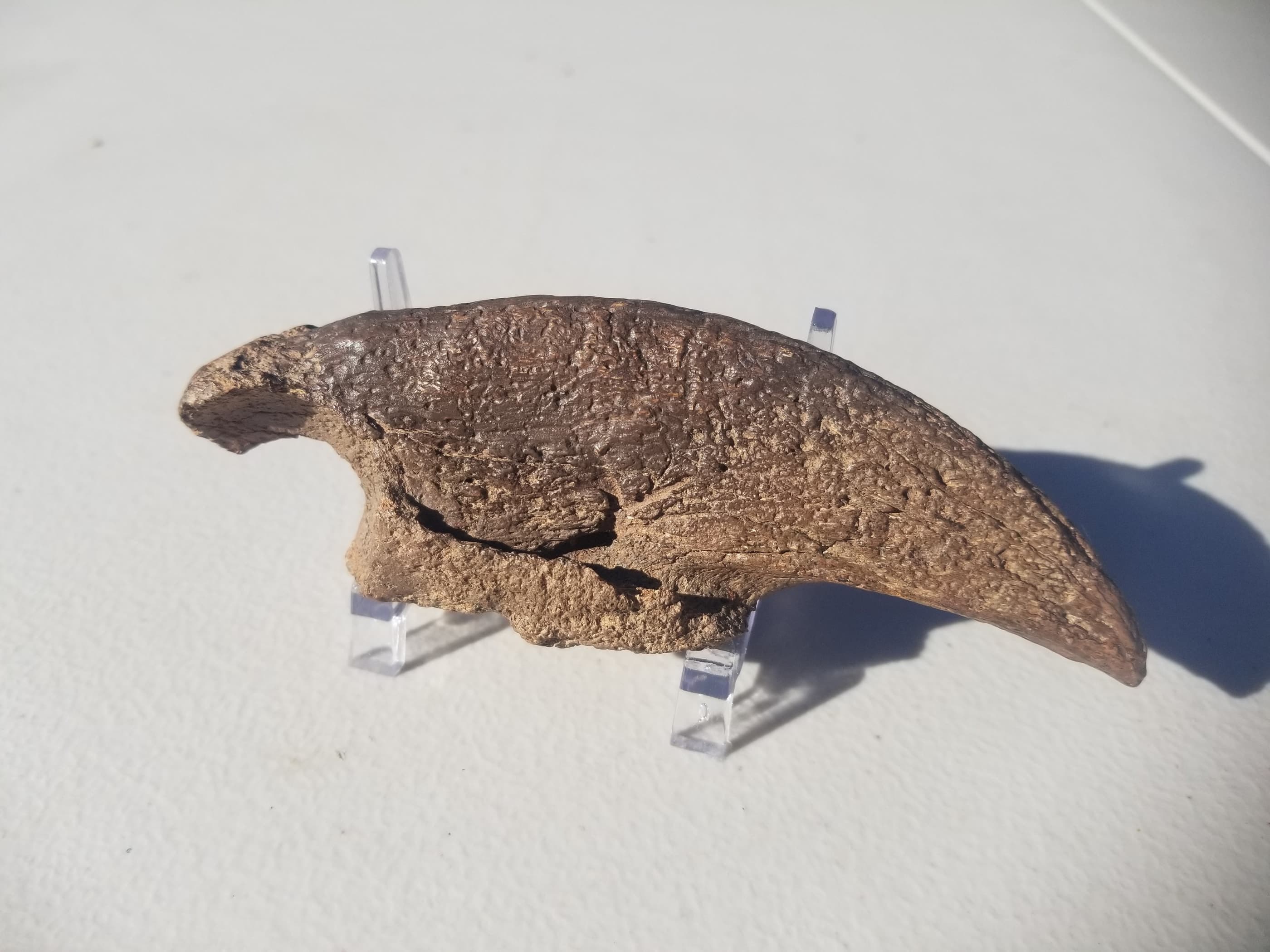 Megalonyx Giant Ground Sloth Claw Ice Age Pleistocene - Old Collection