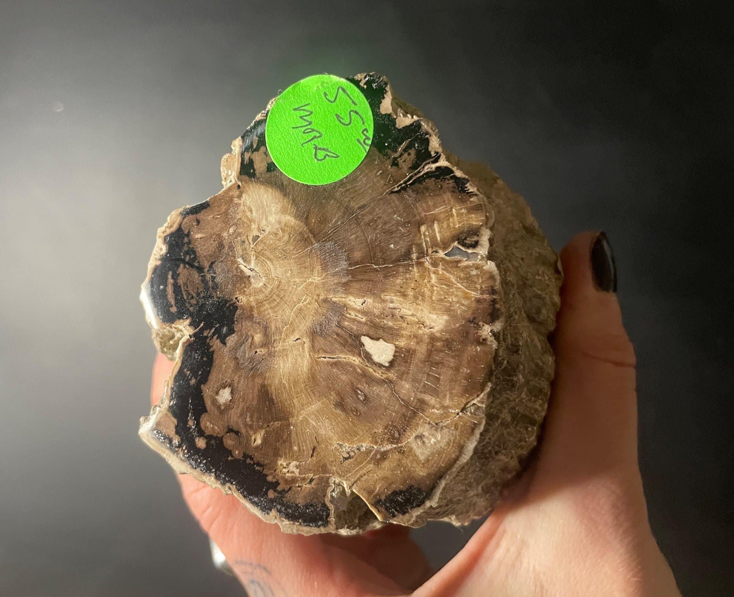 Nice Polished Blue Forest Petrified Wood Limb- Wyoming Agatized Wood Eden Valley