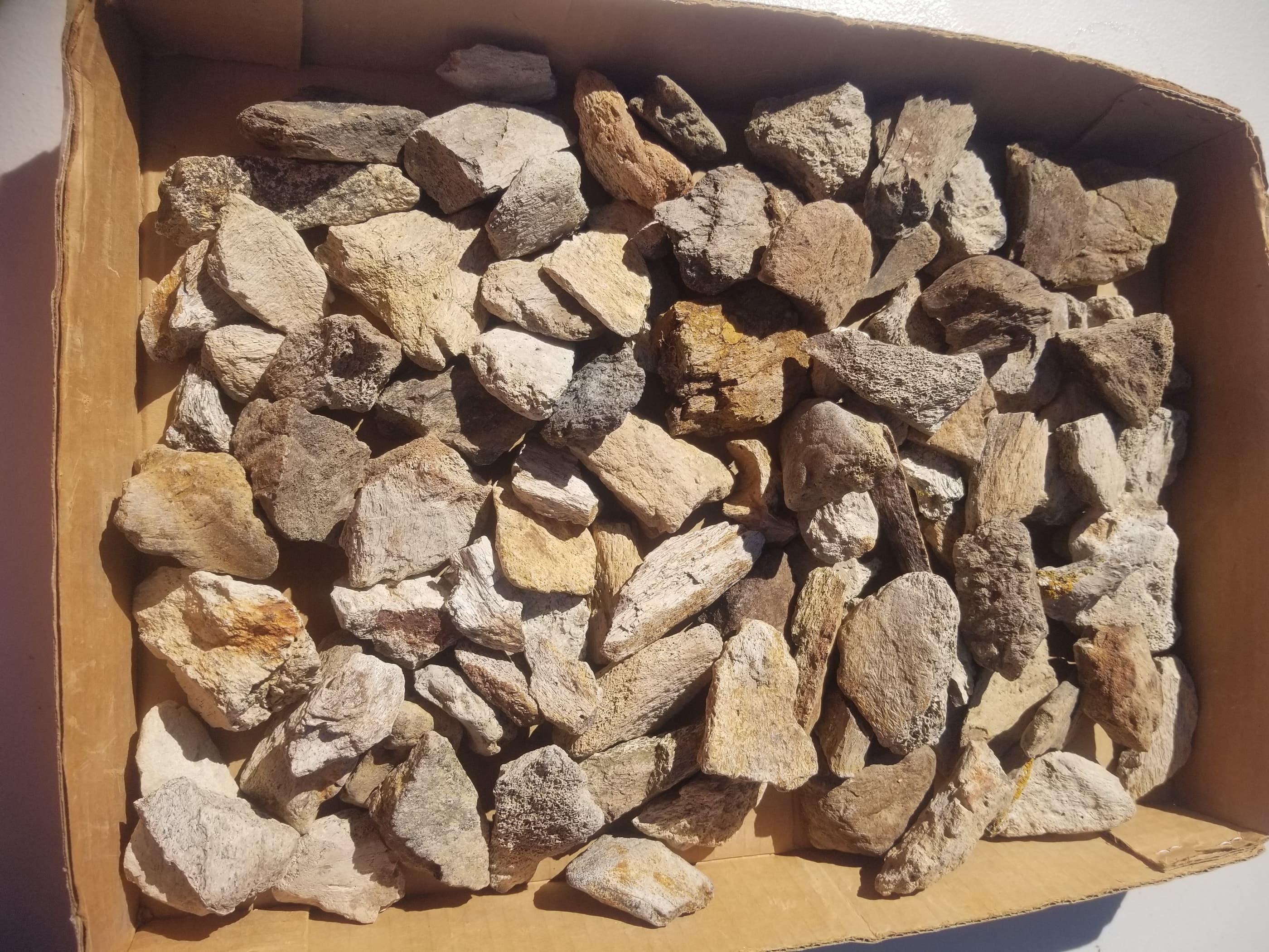 105 Piece 7Lb Triceratops Frill Fossil Specimens 1-3" Wholesale Flat Lot Cretaceous Hell Creek, MT