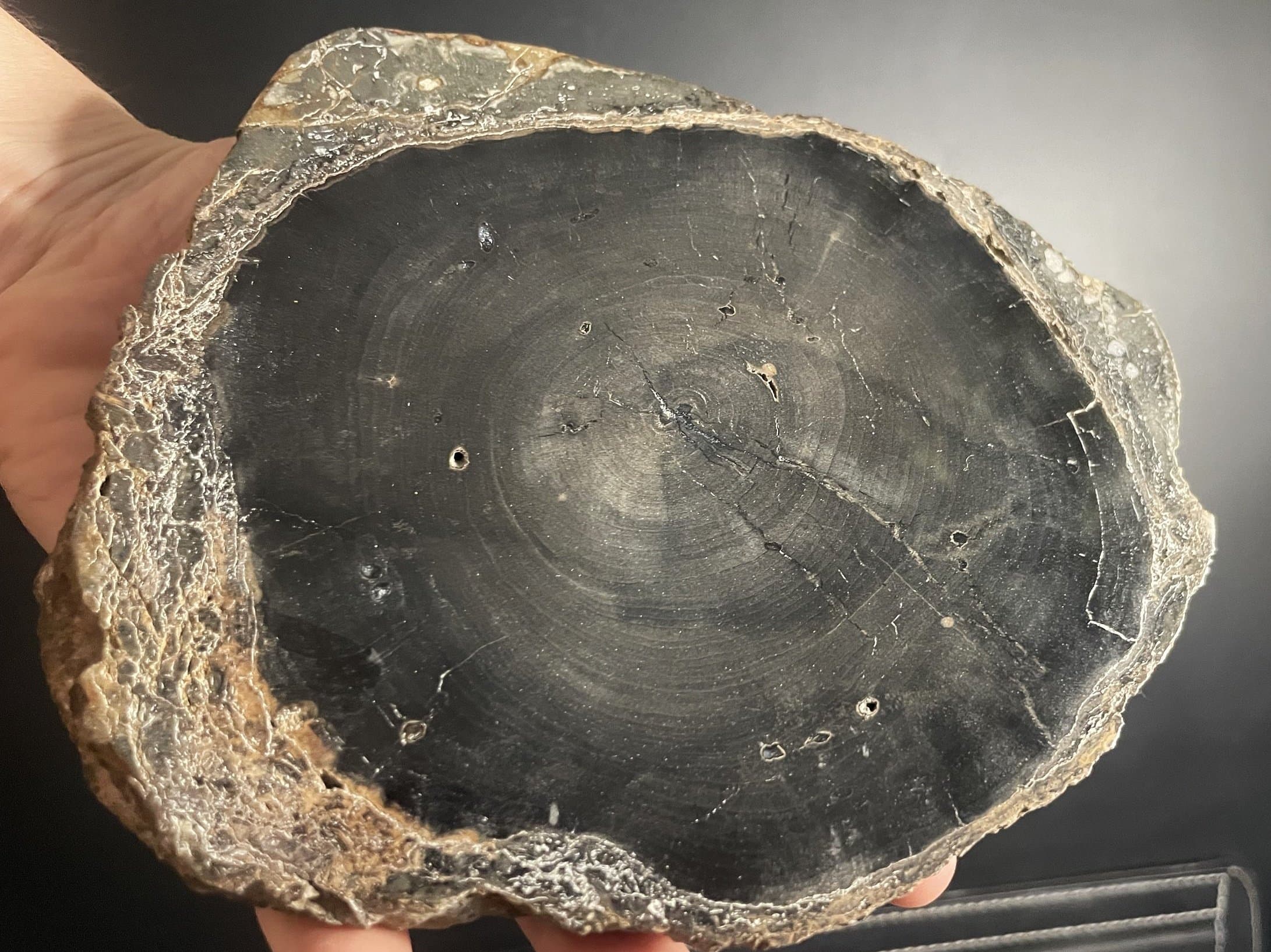 Nice Polished Sweet Home Oregon Petrified Wood 6" Round 25-31 Million Years Old