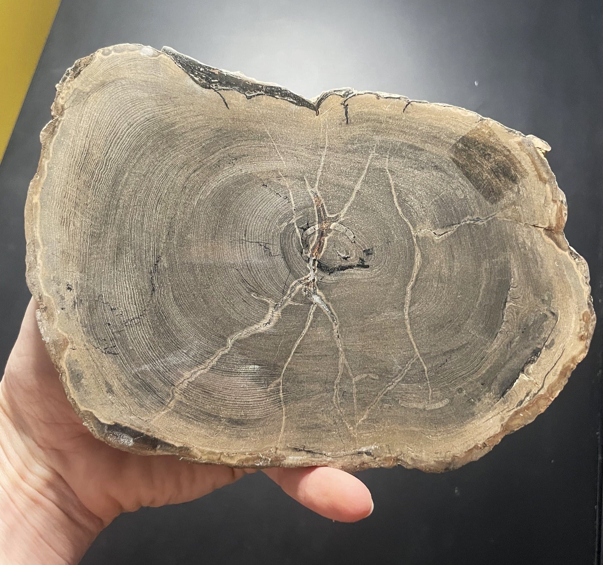 Nice Polished Sweet Home Oregon Petrified Wood 6" Round 25-31 Million Years Old