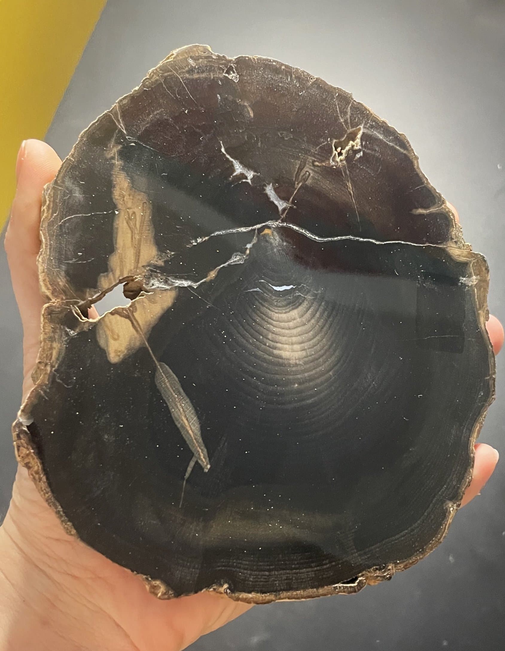 Nice Polished Sweet Home Oregon Petrified Wood 5" Round 25-31 Million Years Old