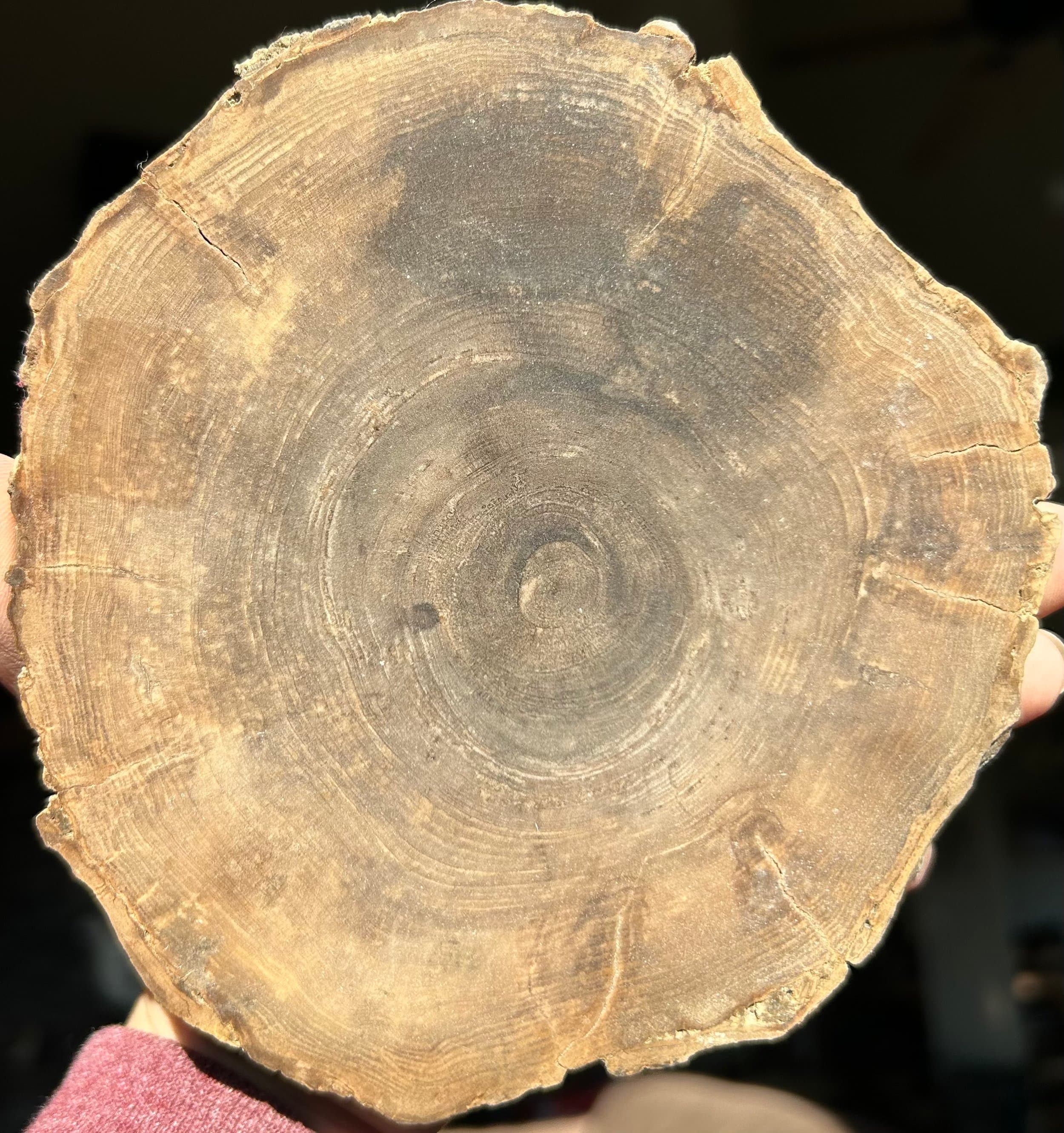 Nice Sweet Home Oregon 5" Polished Petrified Wood Slab