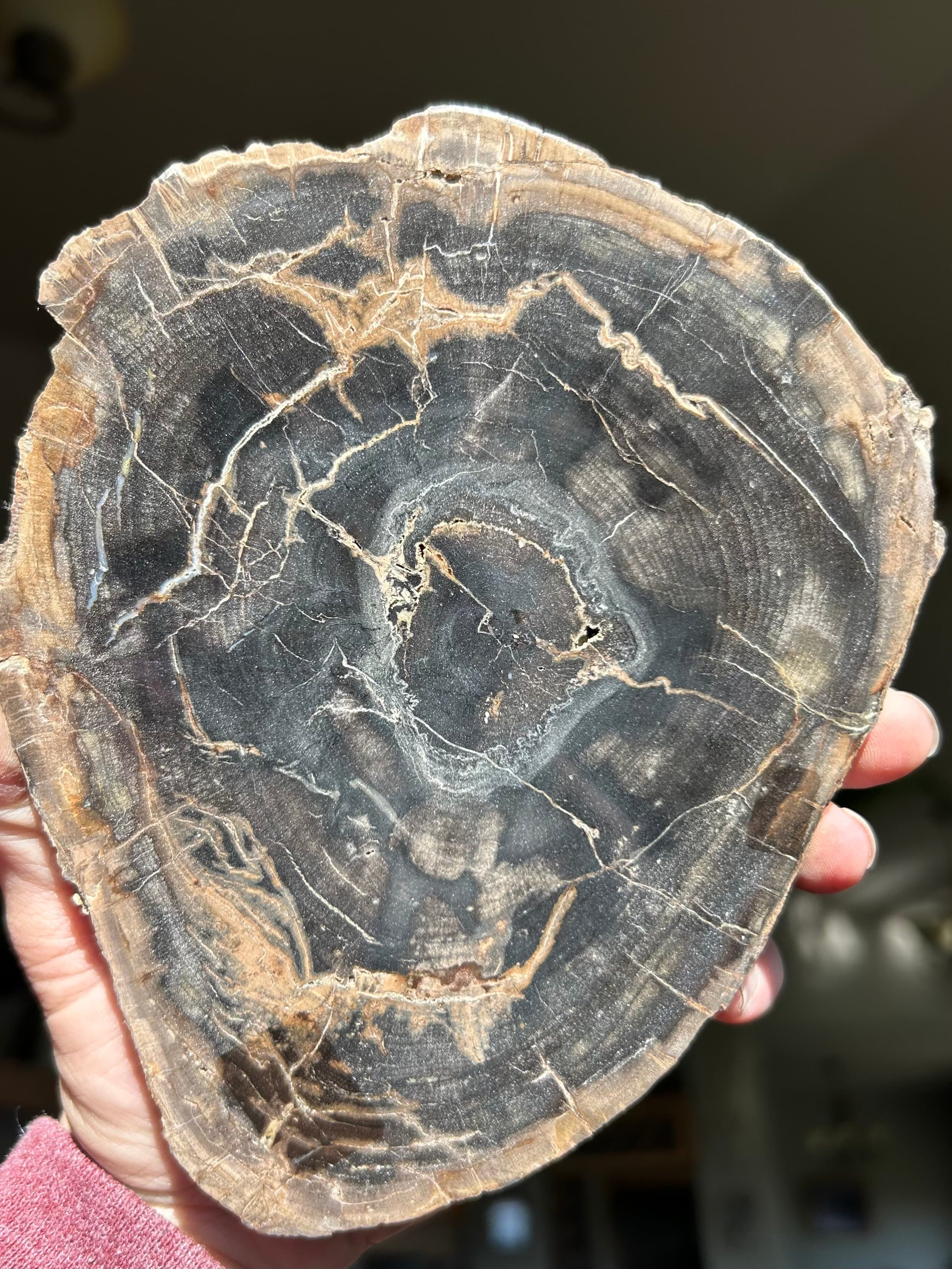Nice Polished Sweet Home Oregon Petrified Wood 5" Round 25-31 Million Years Old