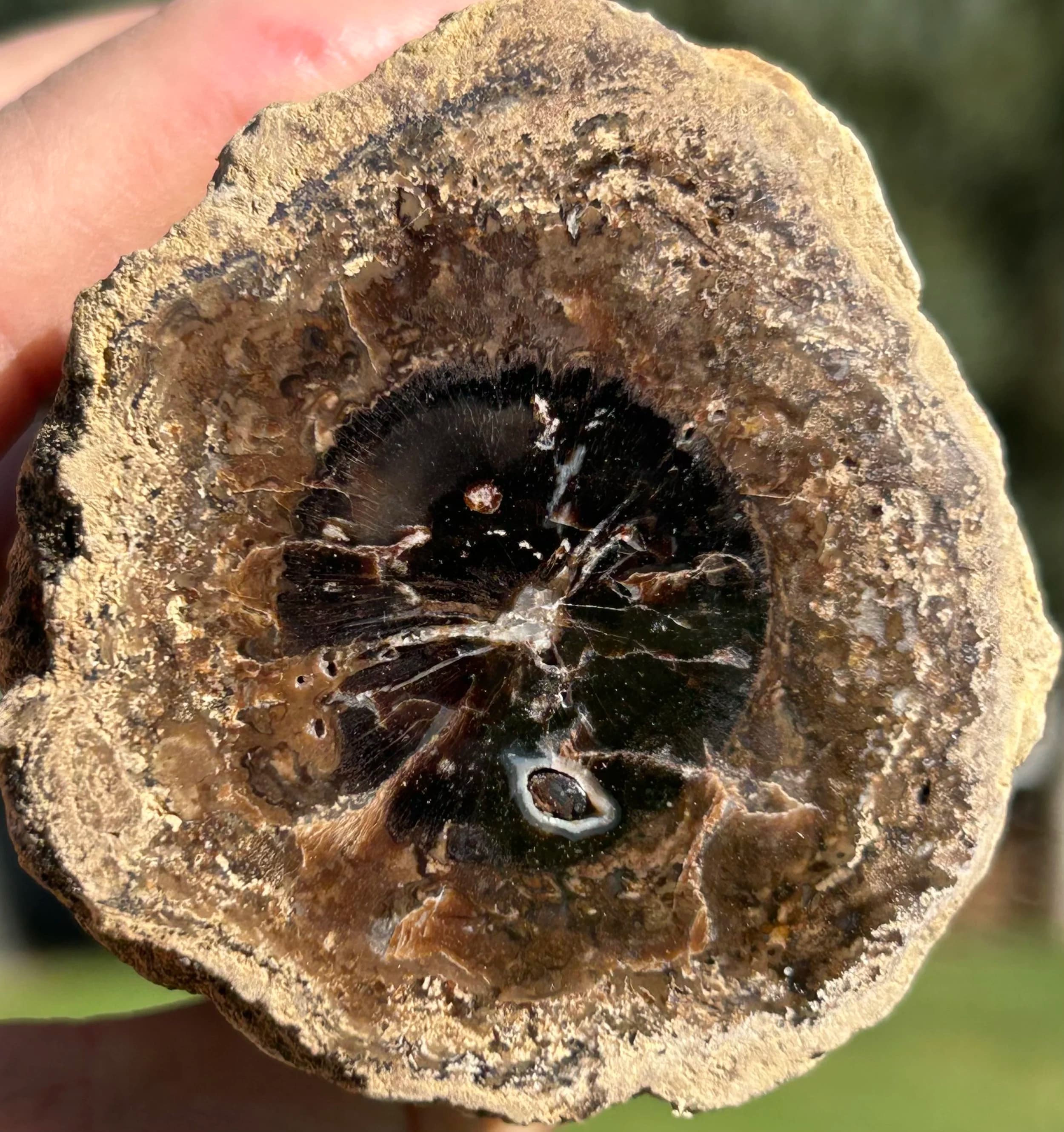 NEW Specimen - Polished Carbon County UT Petrified Wood & Angiosperm in Stromatolite