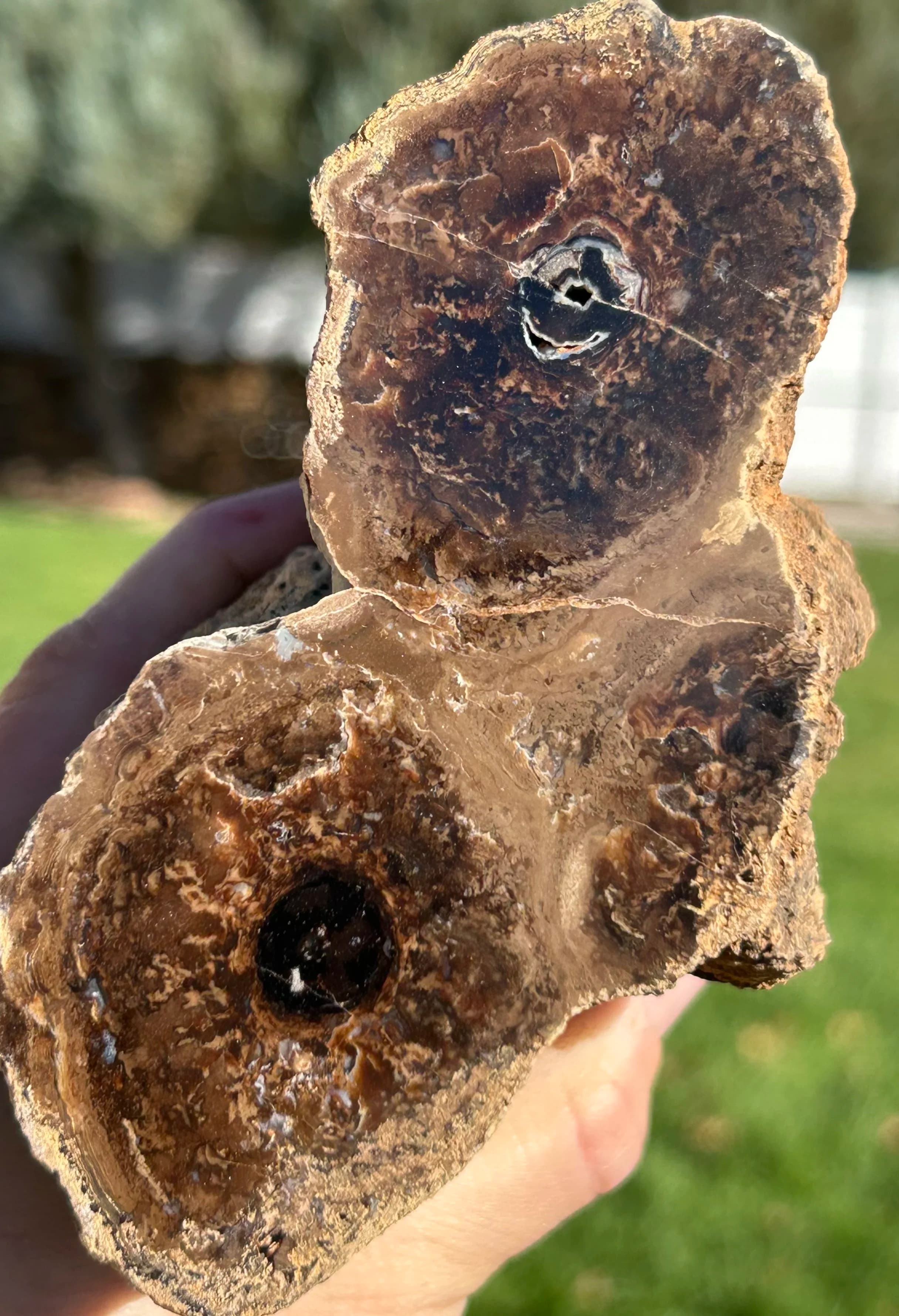 NEW Specimen - Large Polished Carbon County UT Petrified Wood & Angiosperm in Stromatolite