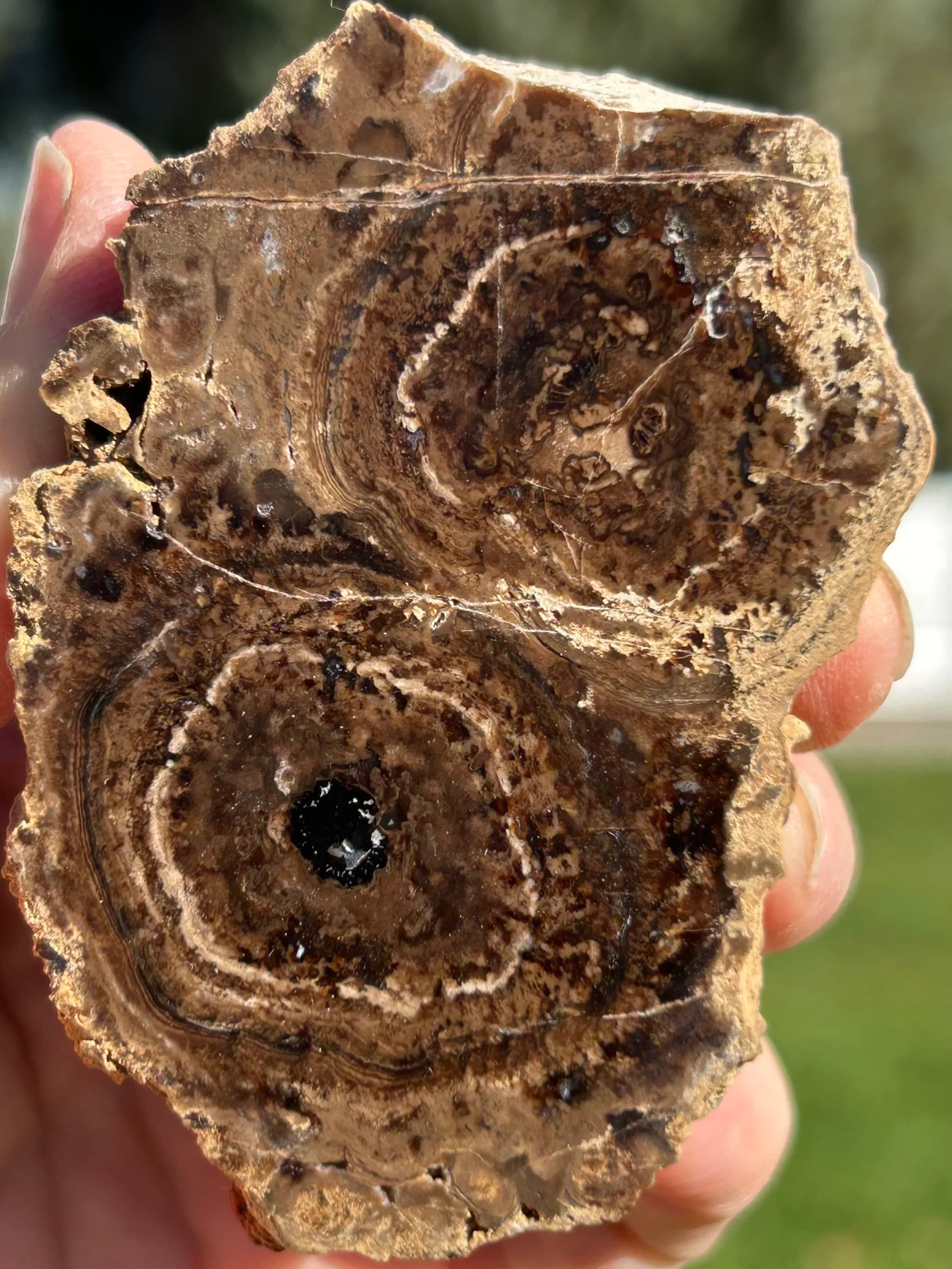 NEW Specimen - Polished Carbon County UT Petrified Wood & Angiosperm in Stromatolite