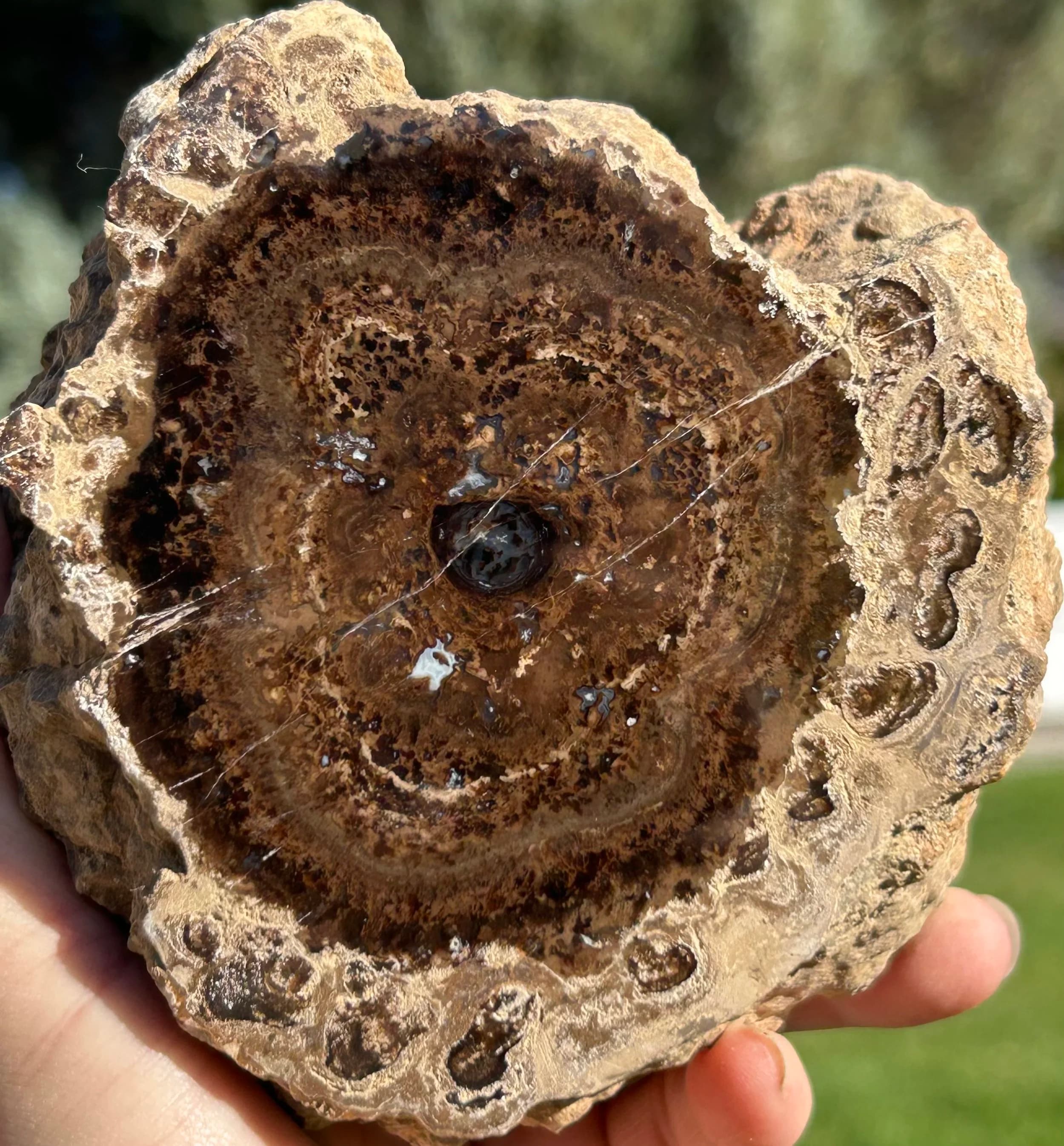 NEW Specimen -Beatiful Large Polished Carbon County UT Petrified Wood & Angiosperm in Stromatolite