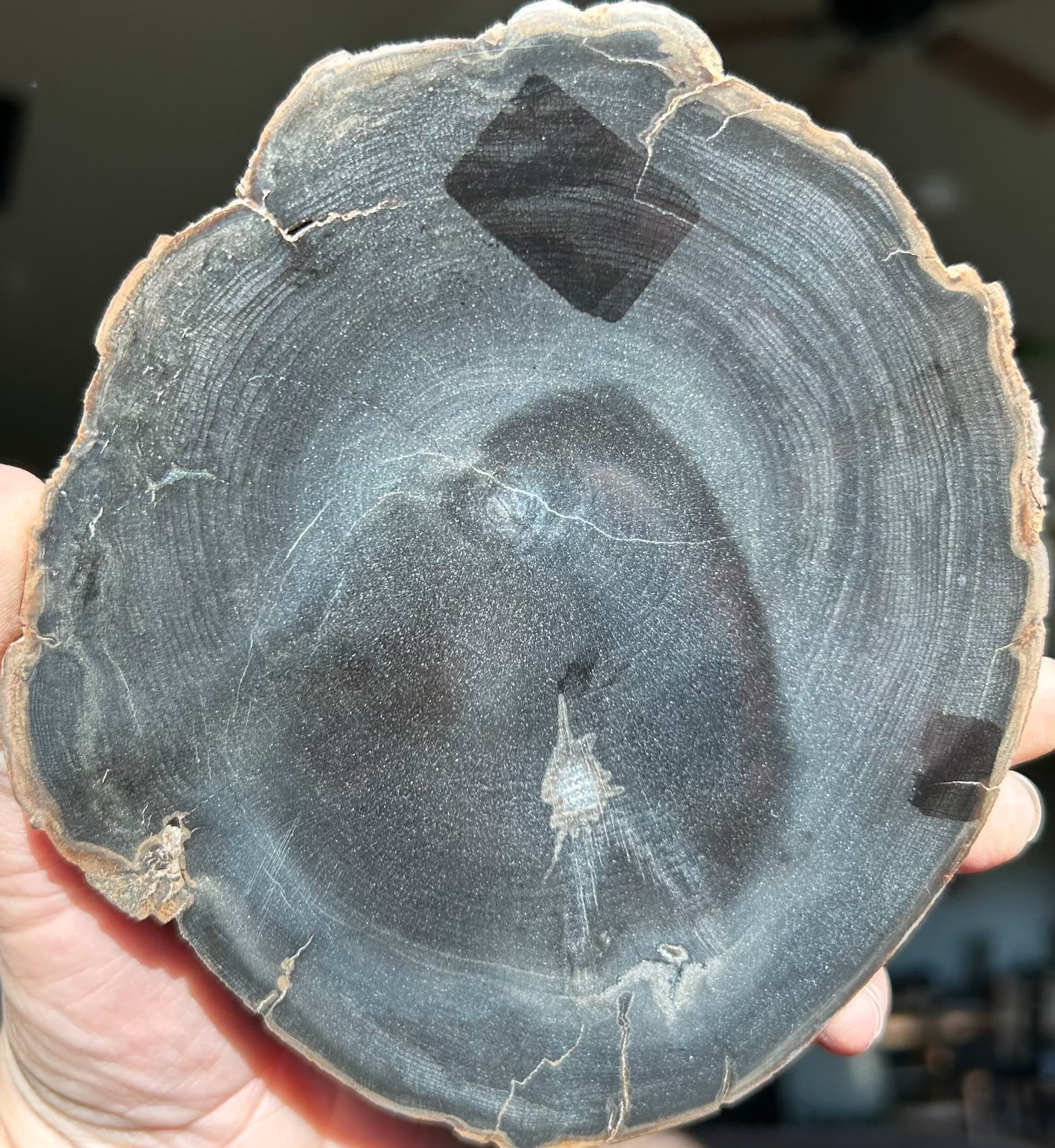 Nice Polished Sweet Home Oregon Petrified Wood 5" Round 25-31 Million Years Old
