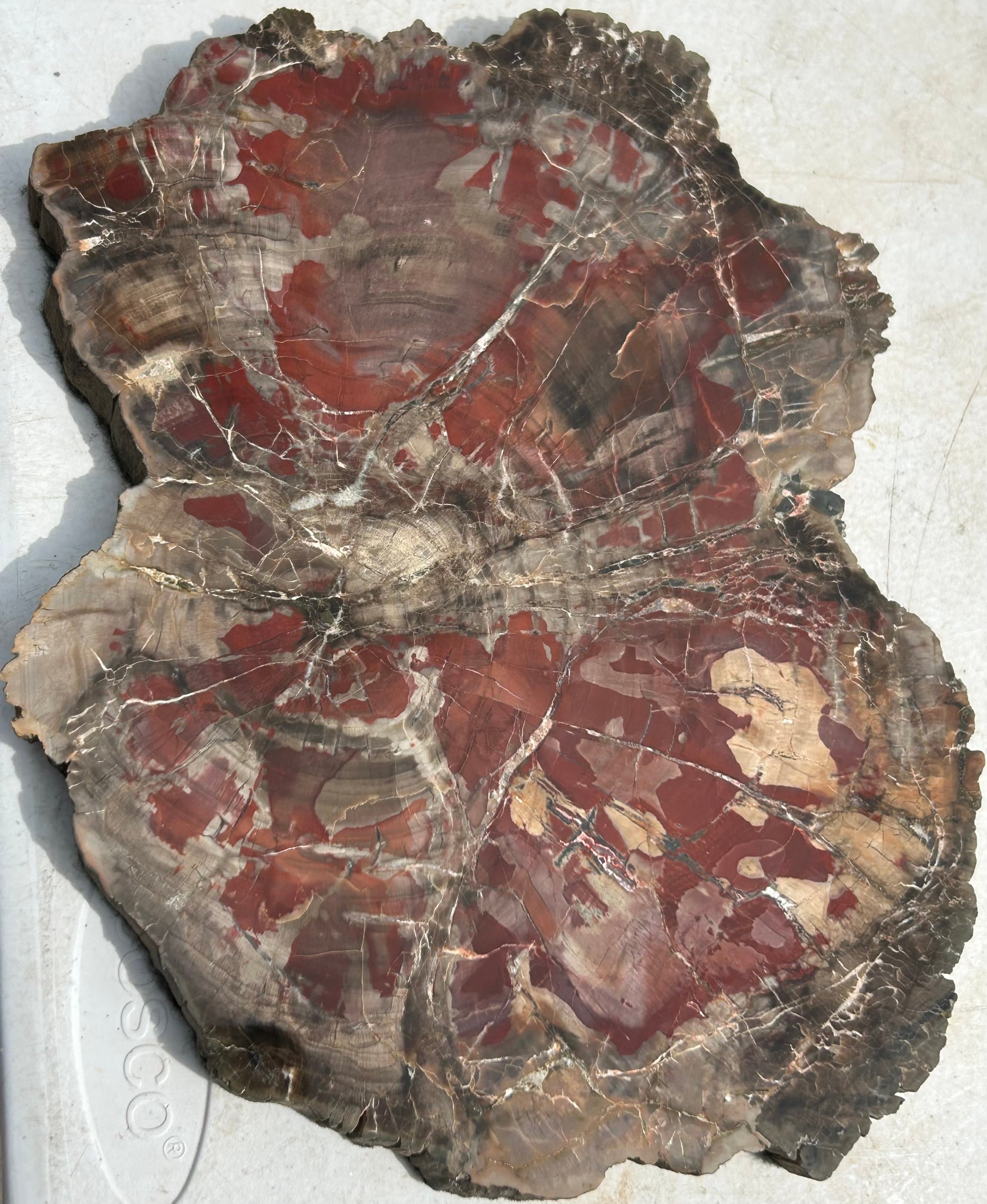Beautiful Large Polished Boulder Mountain UT Petrified Wood Round 11x8" 3Lb