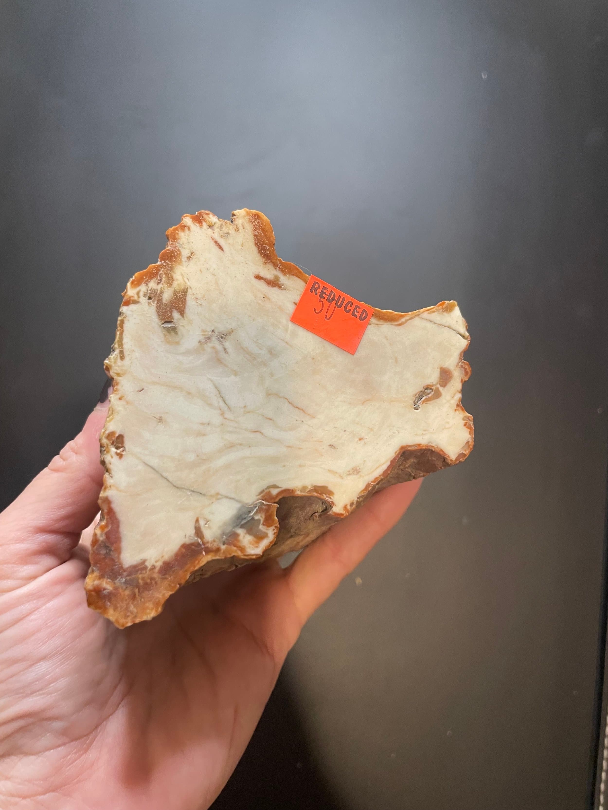 Nice Double End Polished Henry Mountains Petrified Wood Round - Jurassic, Southern UT