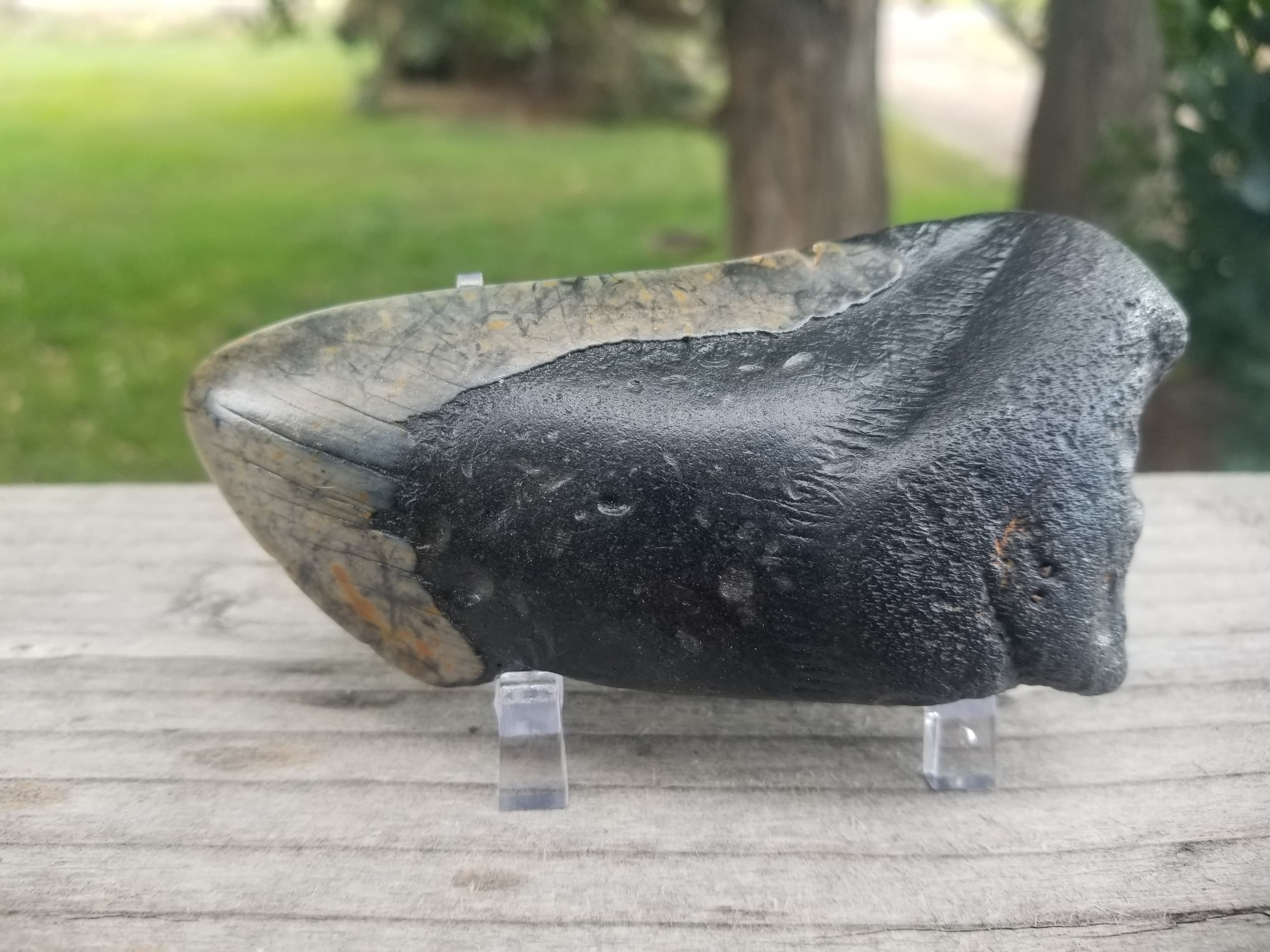 Nice 3.5" Megalodon Tooth Fossil Natural East Coast U.S.