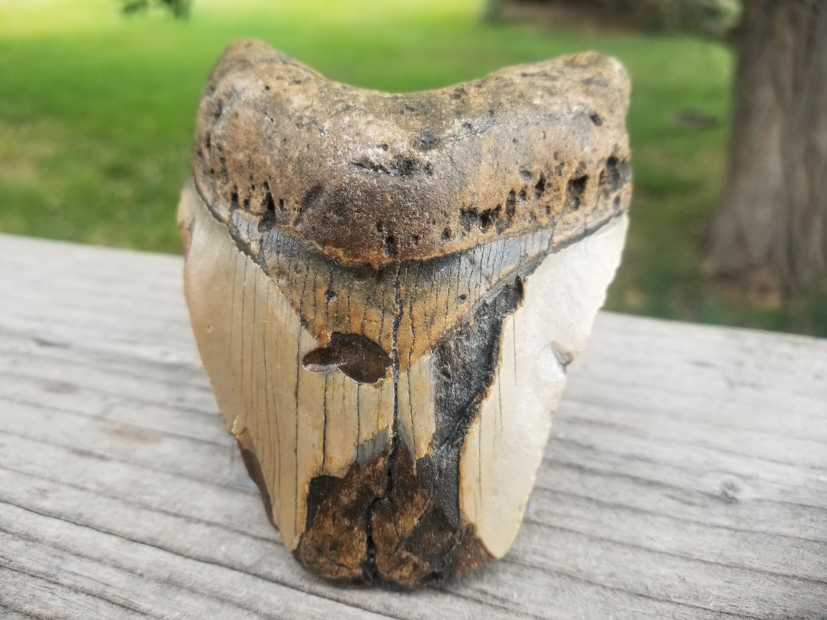 Beautiful 3.5" Megalodon Tooth Fossil Natural East Coast U.S.