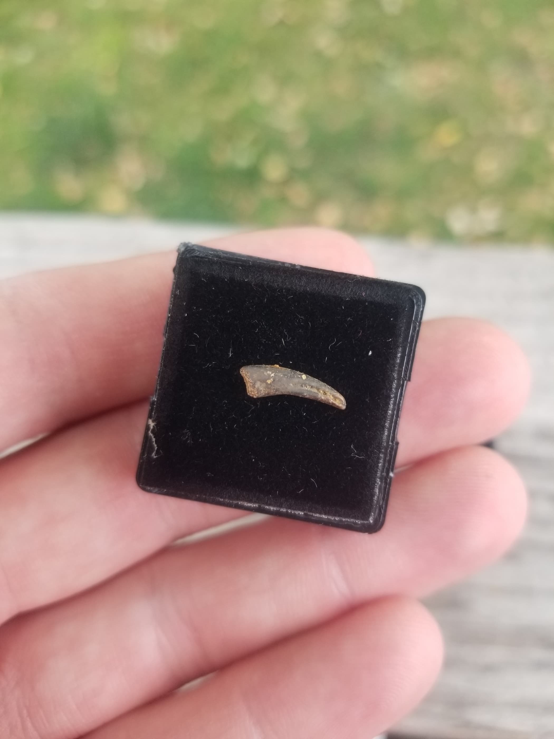 Unidentified Raptor Dromaeosaurid Claw Fossil Specimen Hell Creek MT