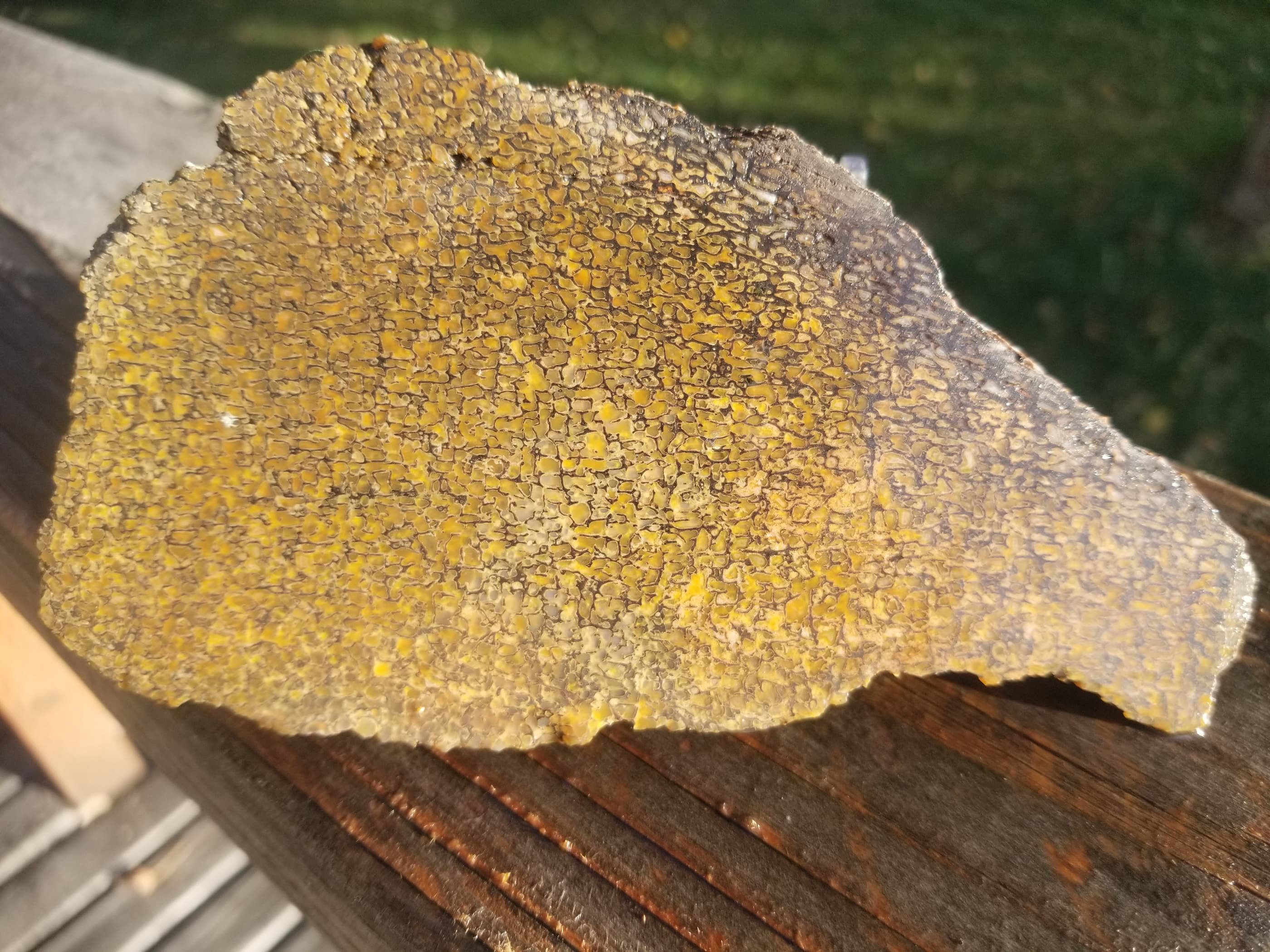 Agatized Dinosaur Gem Bone End Cut Rough/Natural 346g
