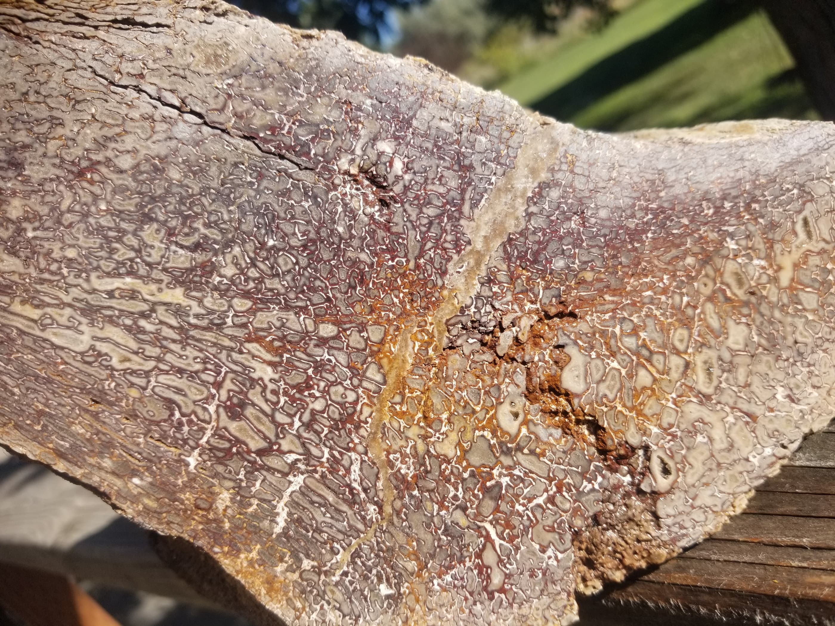 Great Agatized Dinosaur Gem Bone Multicolor Natural Specimen Rough/Unpolished 6Lb