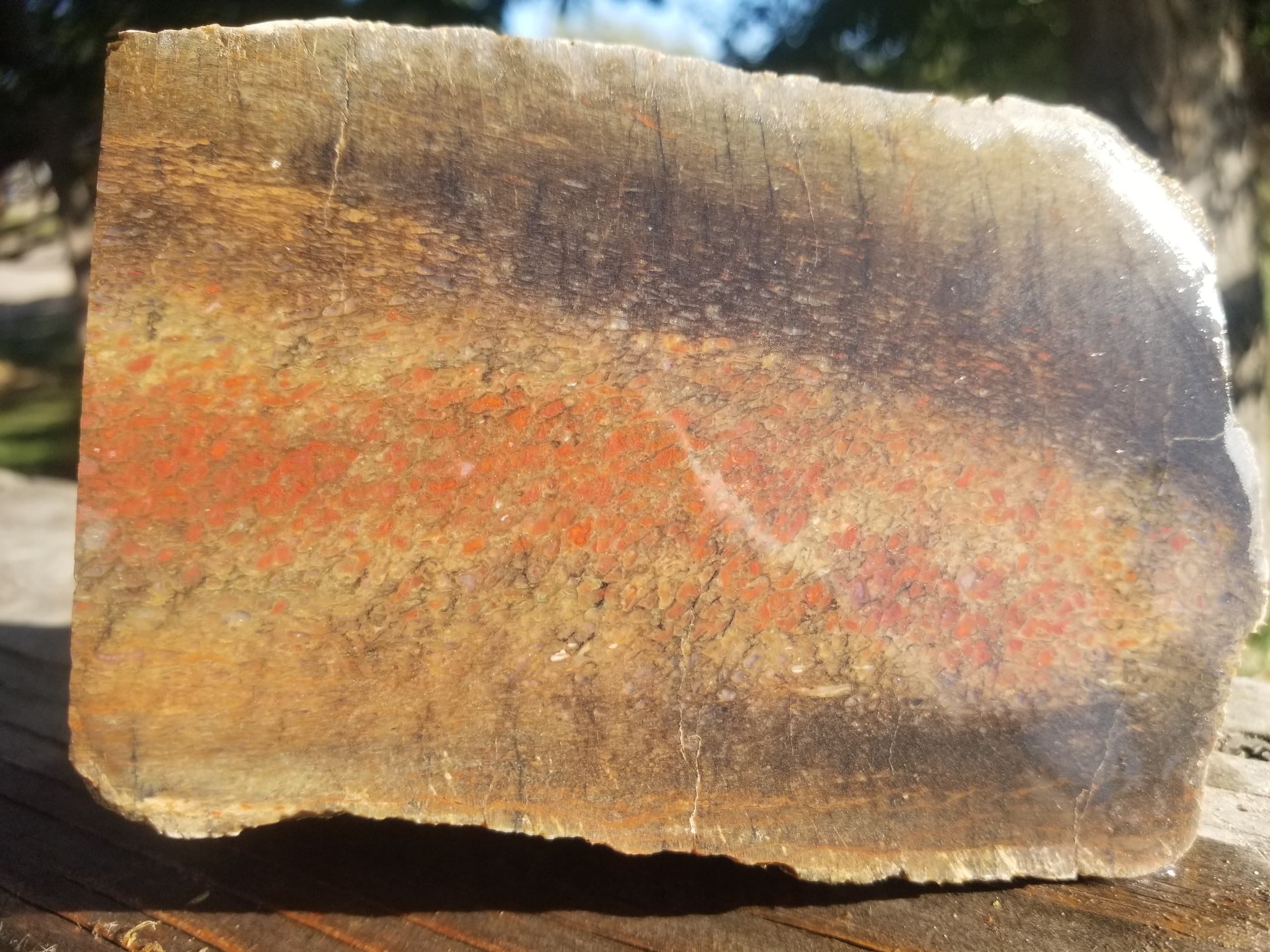 Great Agatized Dinosaur Gem Bone Multicolor Natural Specimen Rough/Unpolished 6Lb